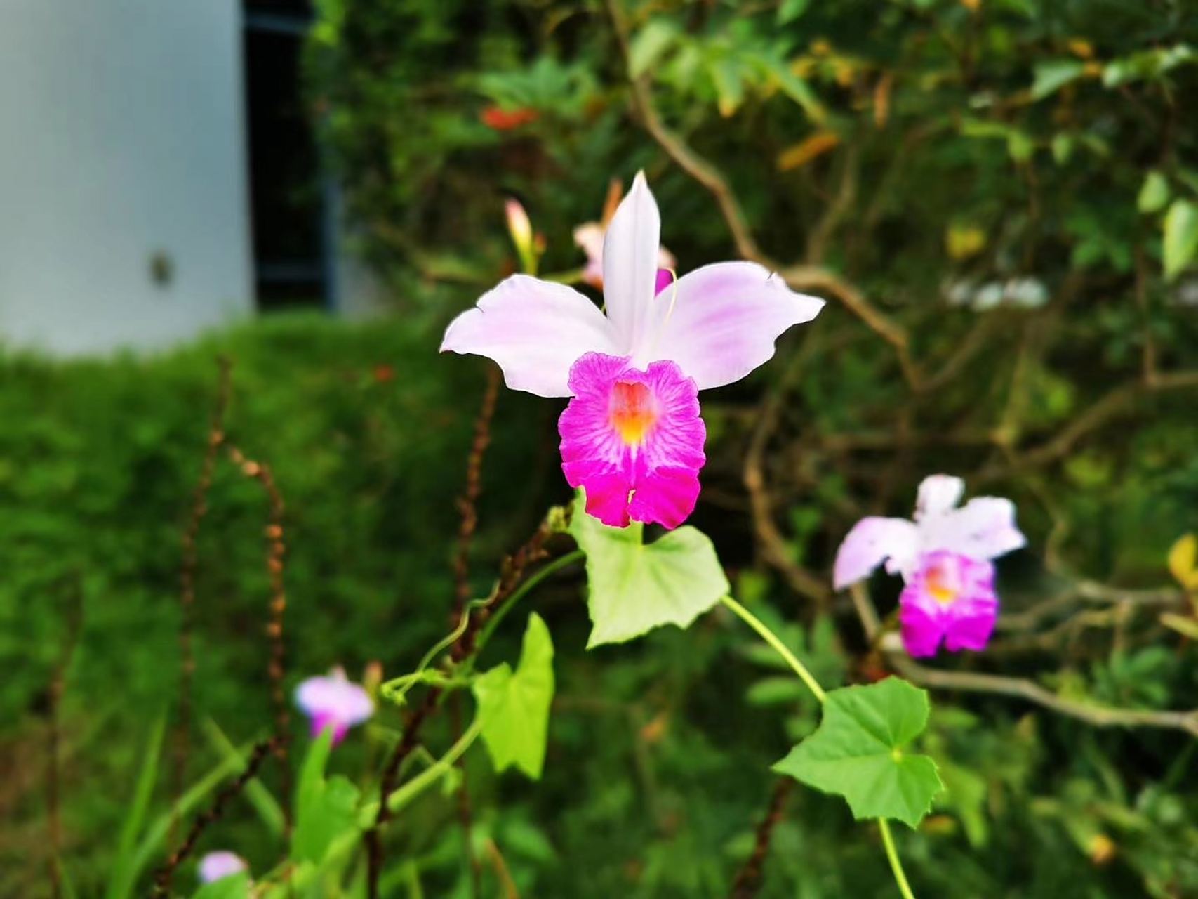 the horizon of life is broadened chiefly by the enlargement of