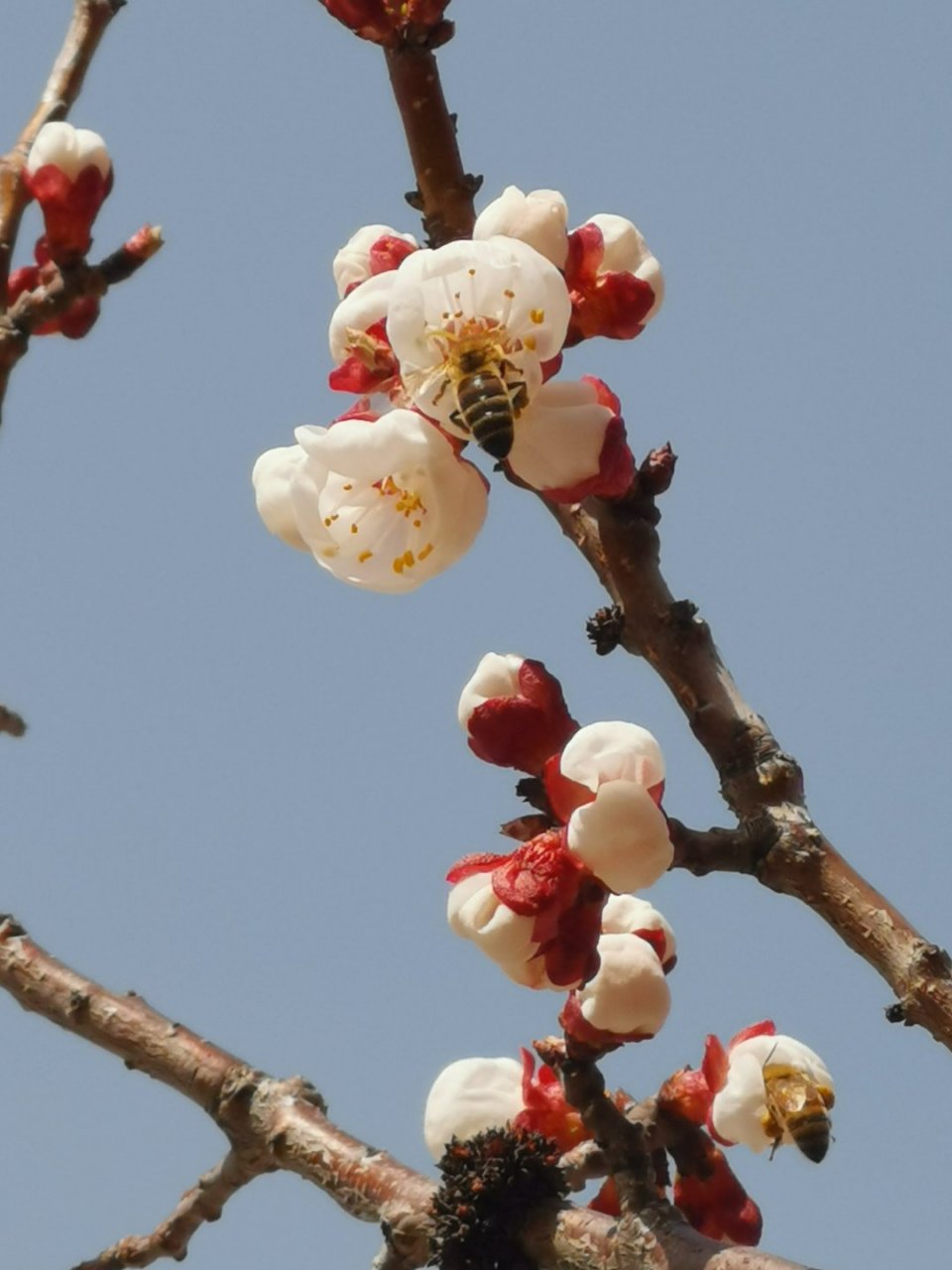 green girl≠ 绿色女孩  green girl跟短语"green hand"的意思一样,是