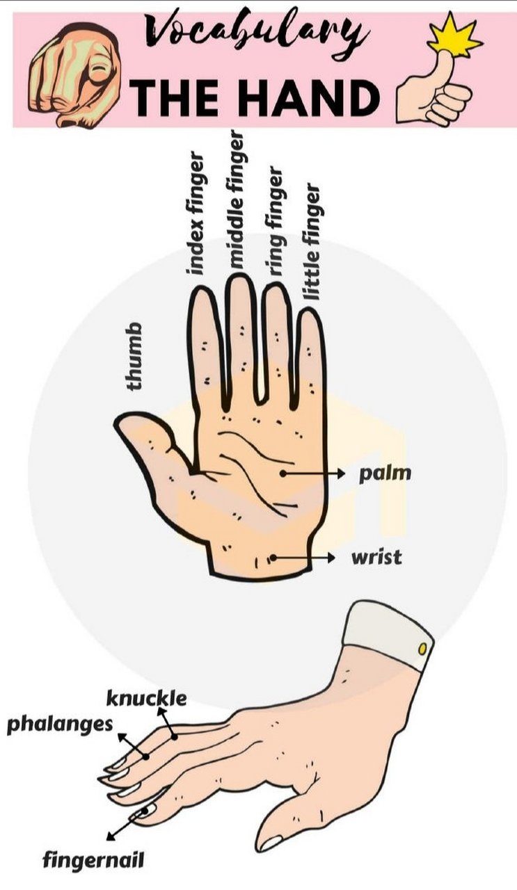 index finger图片