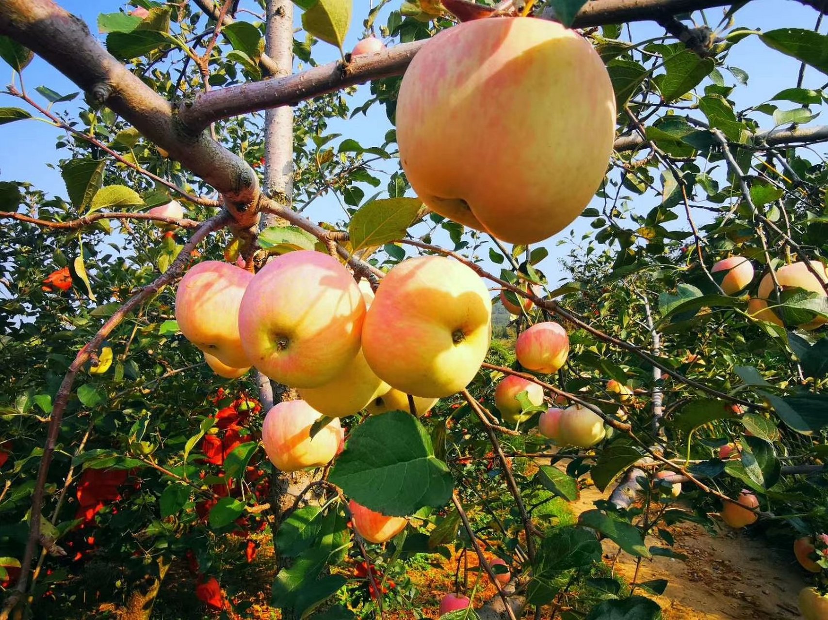 表示"叫醒","醒来",主要有四个动词:awake, awaken, wake, waken.