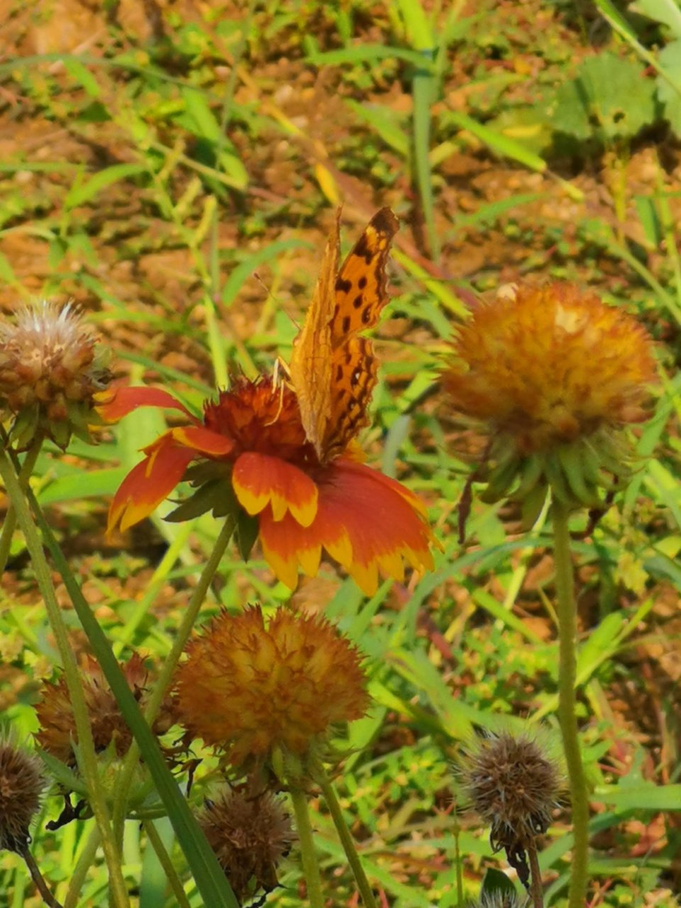 white lie  中文里我们会说「善意的谎言」来表示那种为了不伤害,不