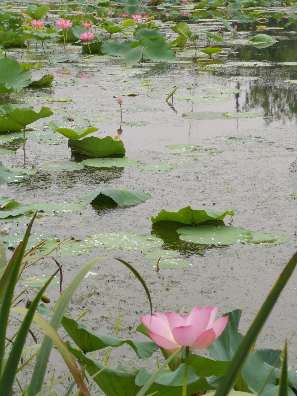 easy come easy go  easy的意思是容易,come的意思是来,而go的意思是