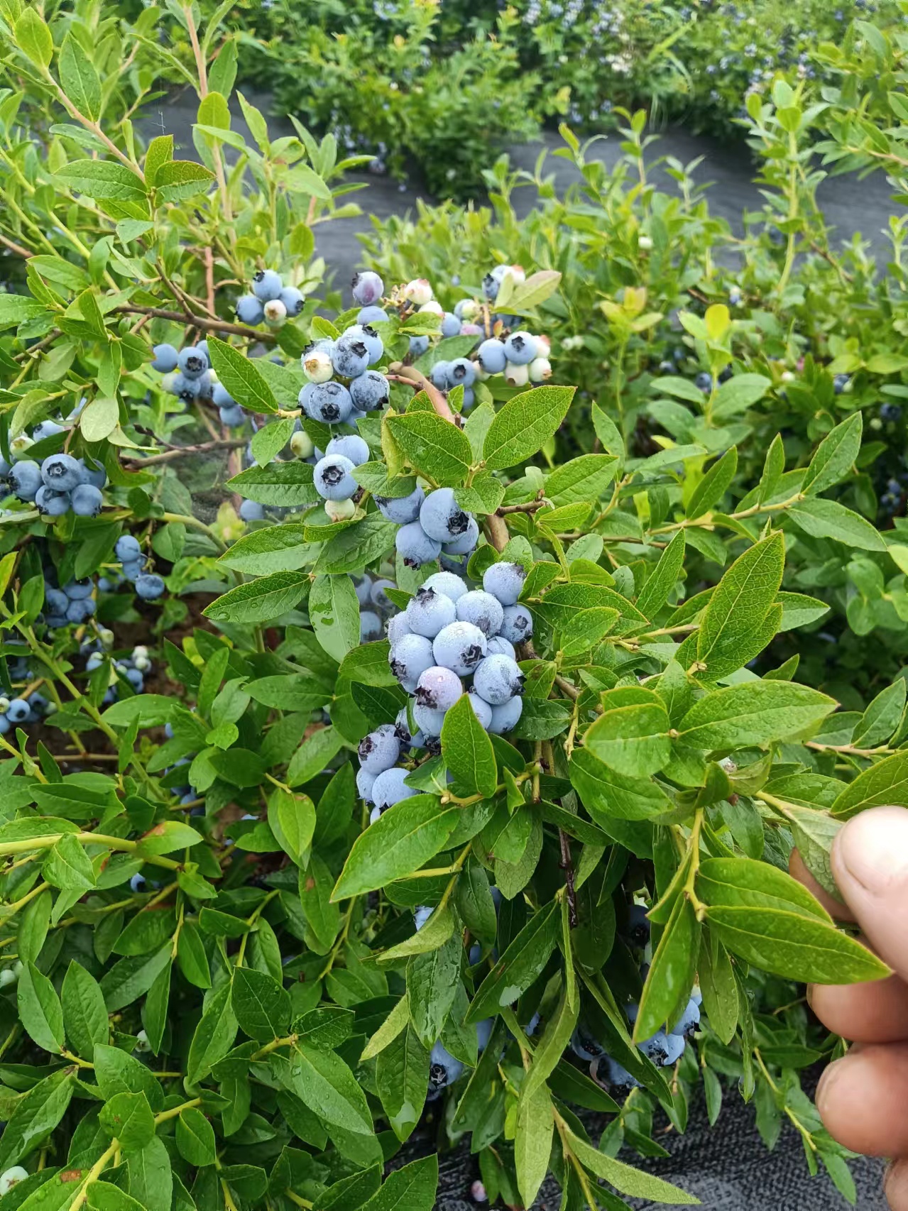 蓝莓季来啦 一颗颗饱满的蓝莓