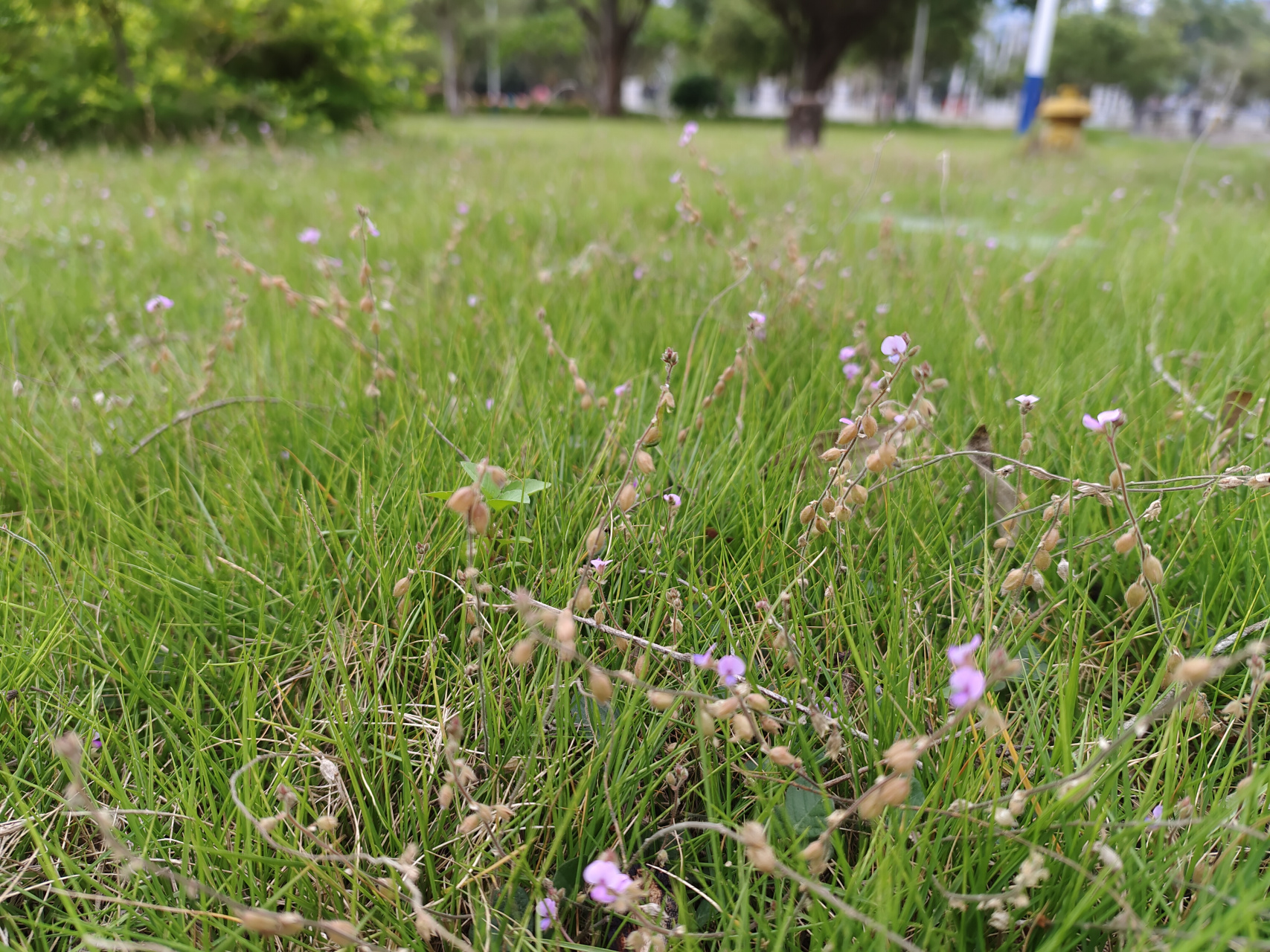 载入浮光掠影食,日旷千野慕浮华;尘封陈久知事冗,含咽炎齿味寡淡.