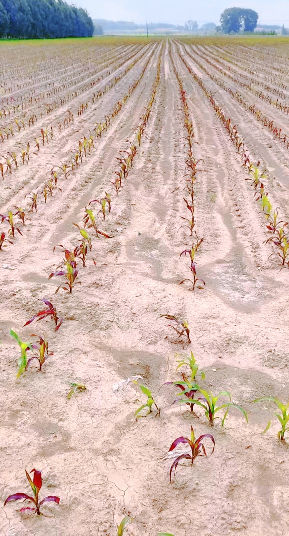 今年播种的玉米,玉米苗长出来了,长势不错,可好多都变成紫色了.