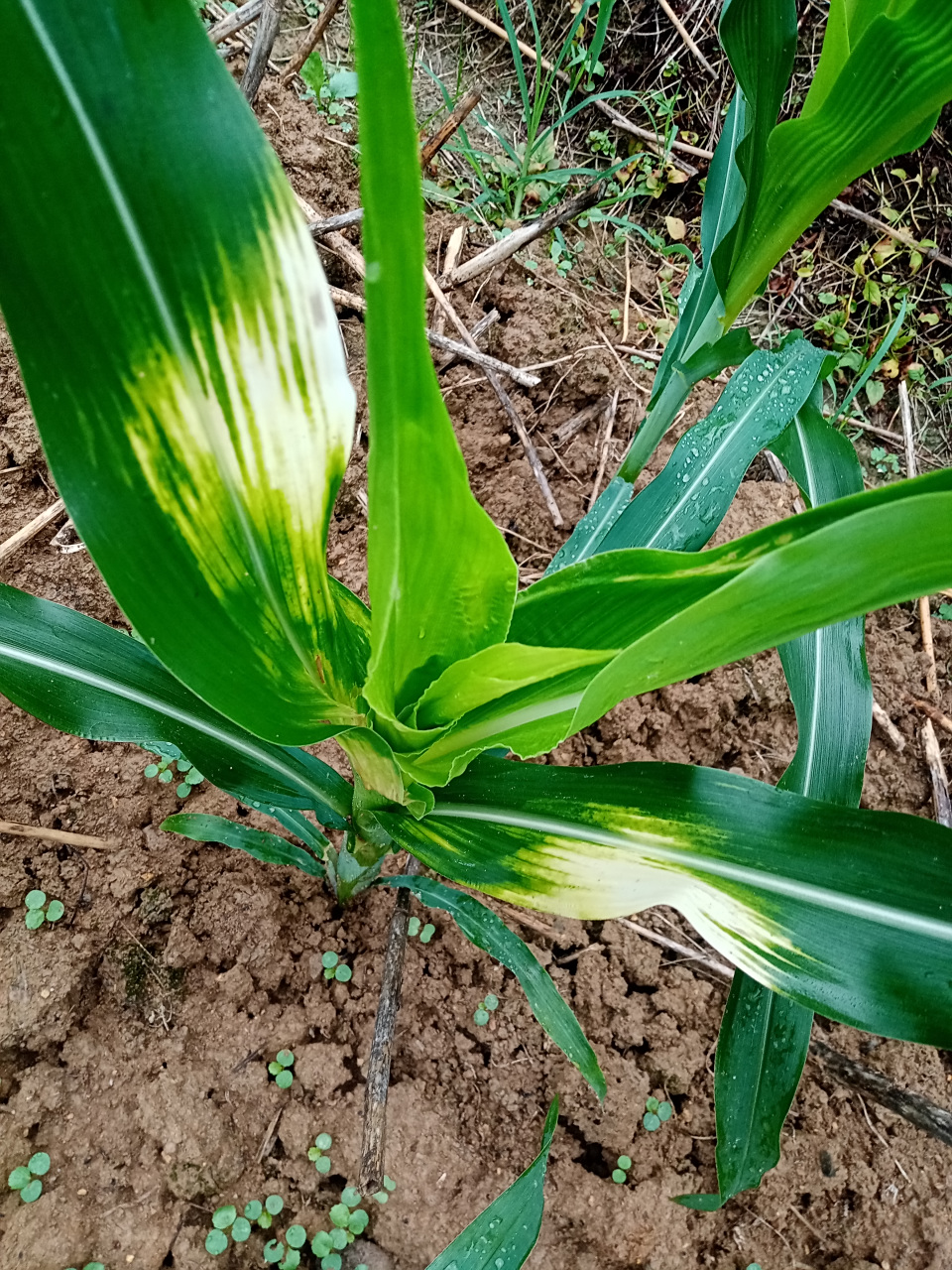 今年种的一亩多玉米前功尽弃了,这种情况还有救吗?除草剂药害,怕了!