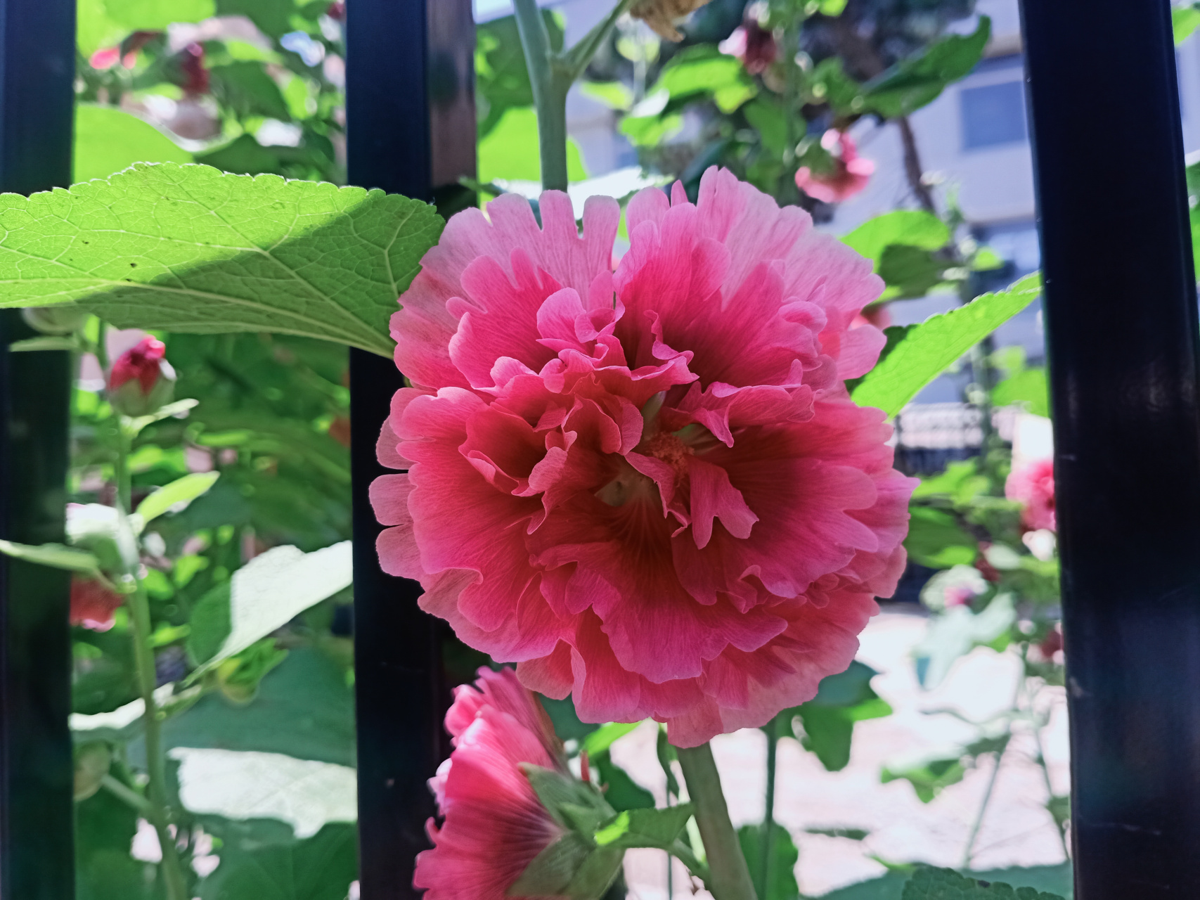 临汾市没有官方的市花和市树临汾市其他资料临汾是