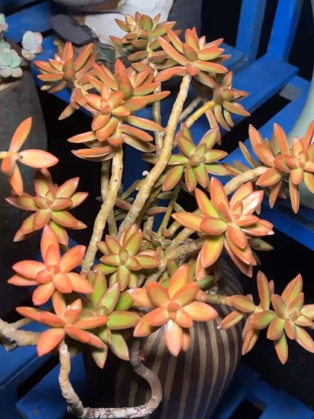 加州落日夏型棵!