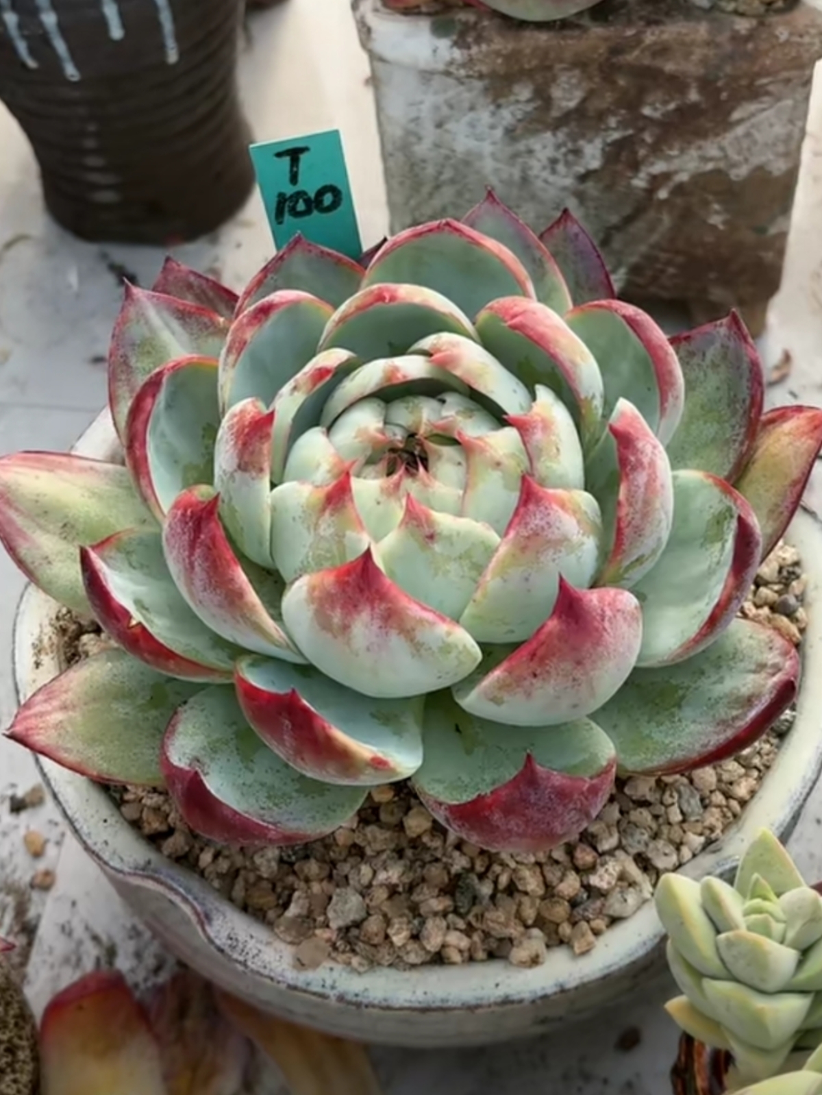 见到多肉总是挪不开腿,是有原因的,这样的多肉,难道你不会驻足吗?