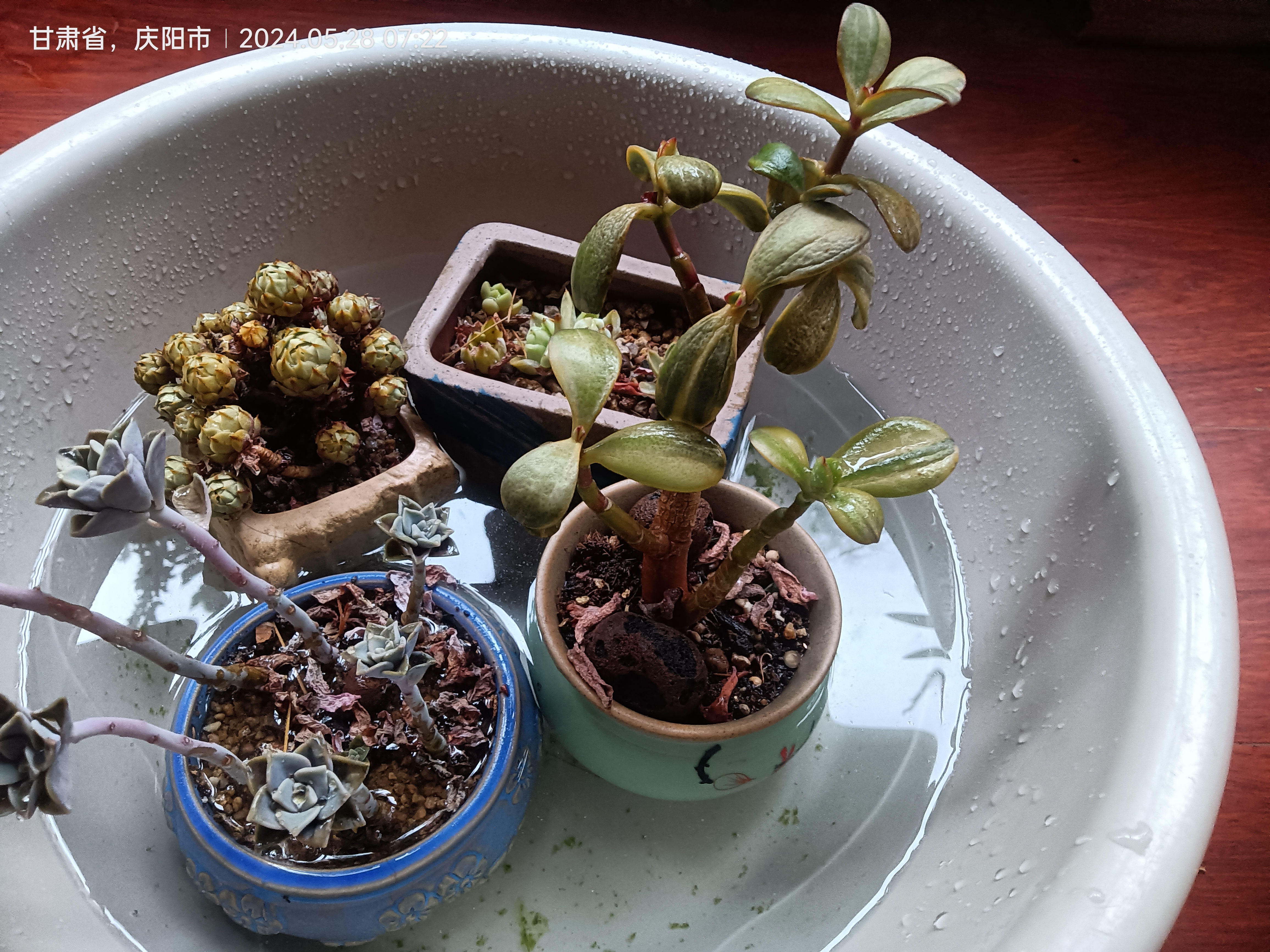 早上起来给多肉浇水发现窗外的多肉严重缺水,本想给它浇水,后面决定给