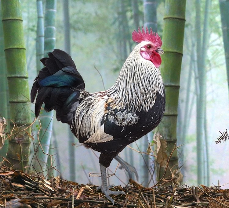 鹊山鸡 竹林之晨  雄鸡独立于竹林间