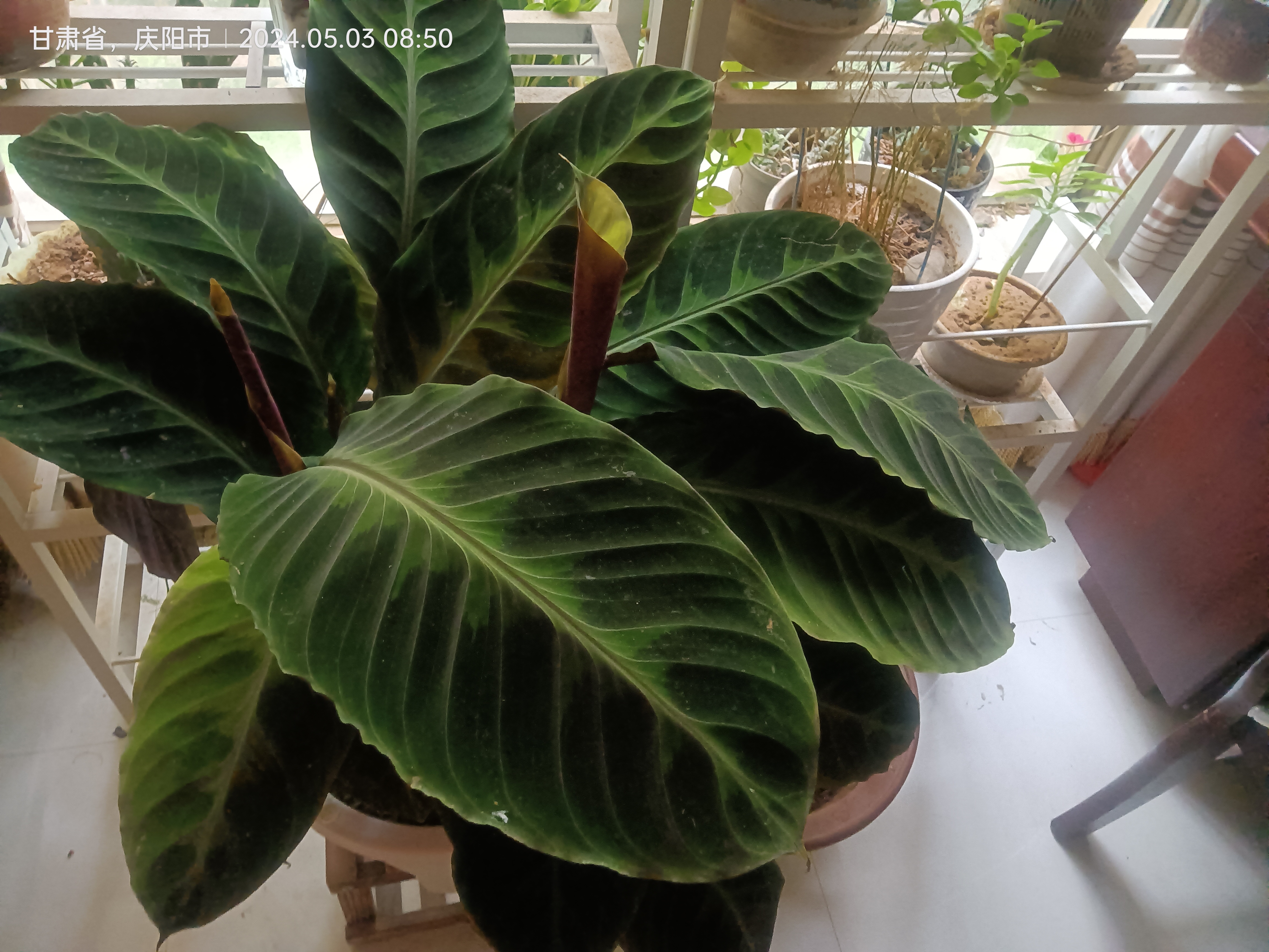 1紫背竹芋是优良的室内喜阴观叶植物,炎热的夏季要防止阳光曝晒,应遮