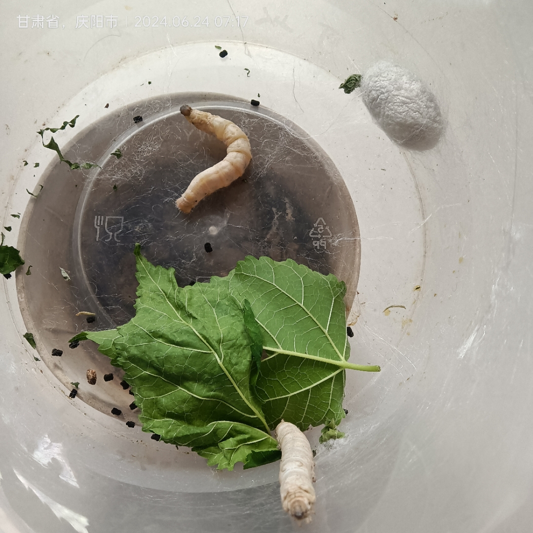 蚕宝宝的一生真是奇妙,从芝麻点大的蚁蚕到白白胖胖的茧中精灵,再到