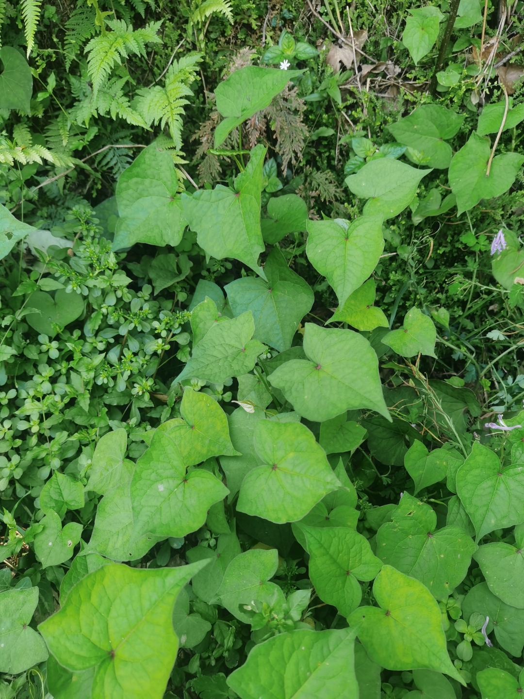也叫野荞麦,多年生草本植物,生长于林下沟边的阴湿地