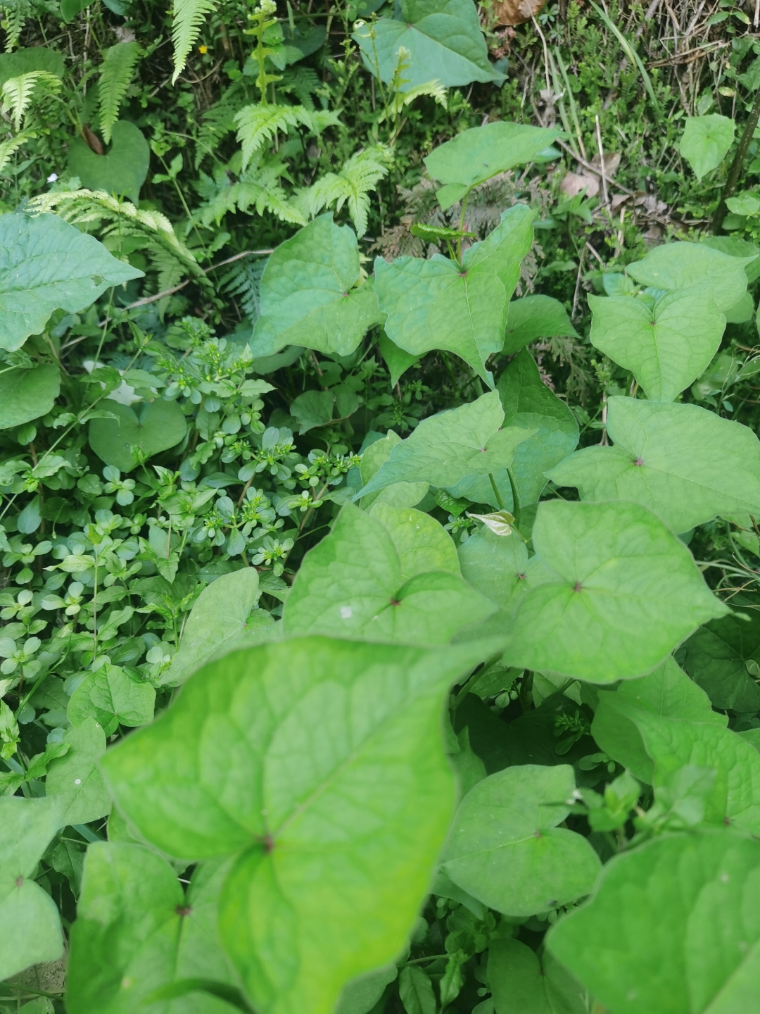 也叫野荞麦,多年生草本植物,生长于林下沟边的阴湿地