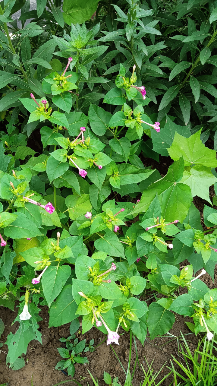 2023年6月14日,星期三,第3676天,有时总以为生活欠我们一个满意 ,其实