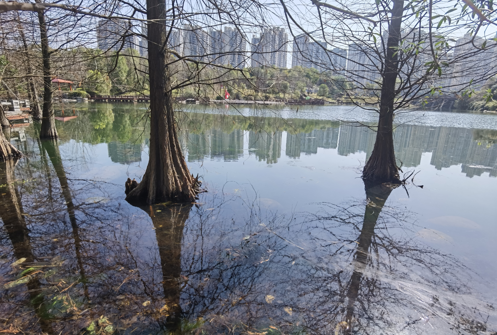 池彬:水中可生长,根部长岀"笋.