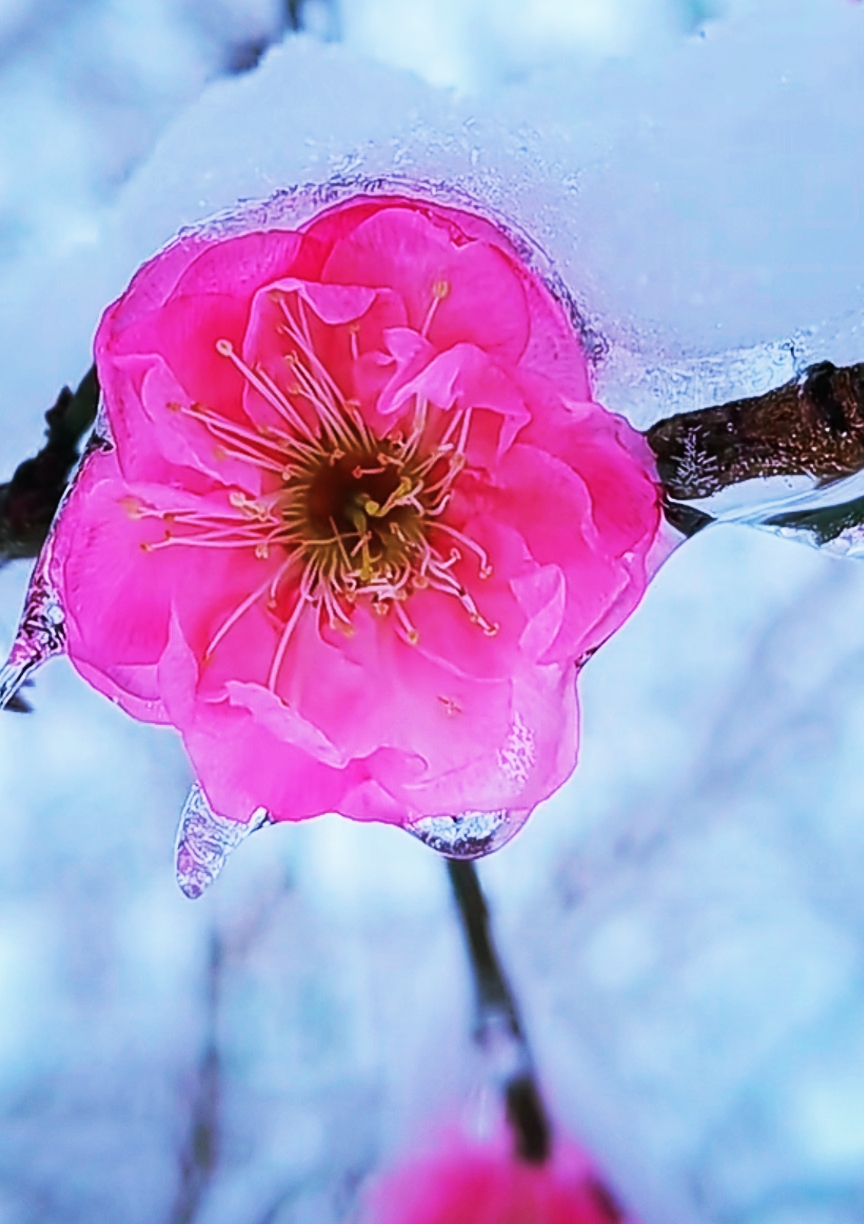 傲雪红梅 寒梅图片