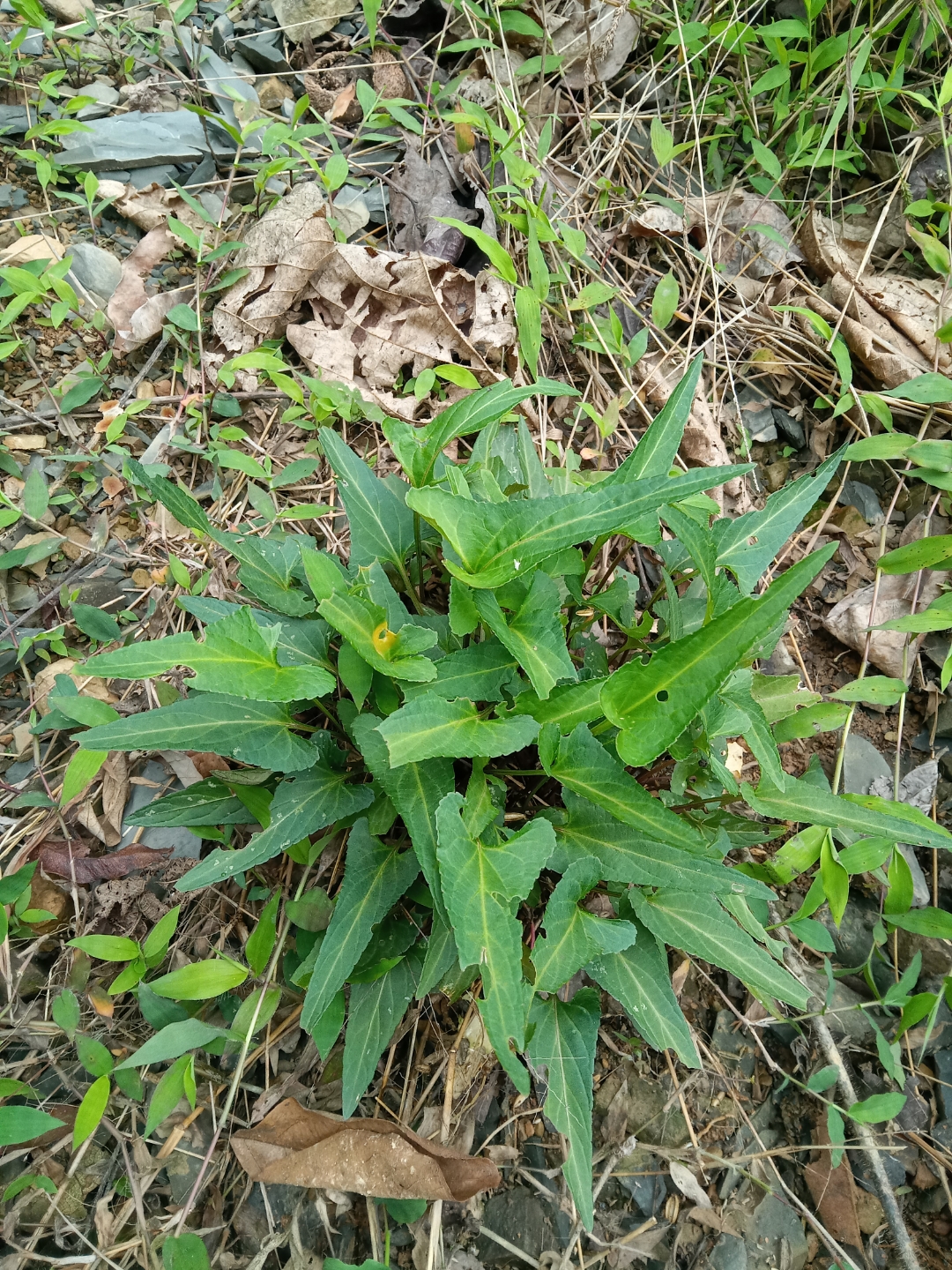 梨头草
