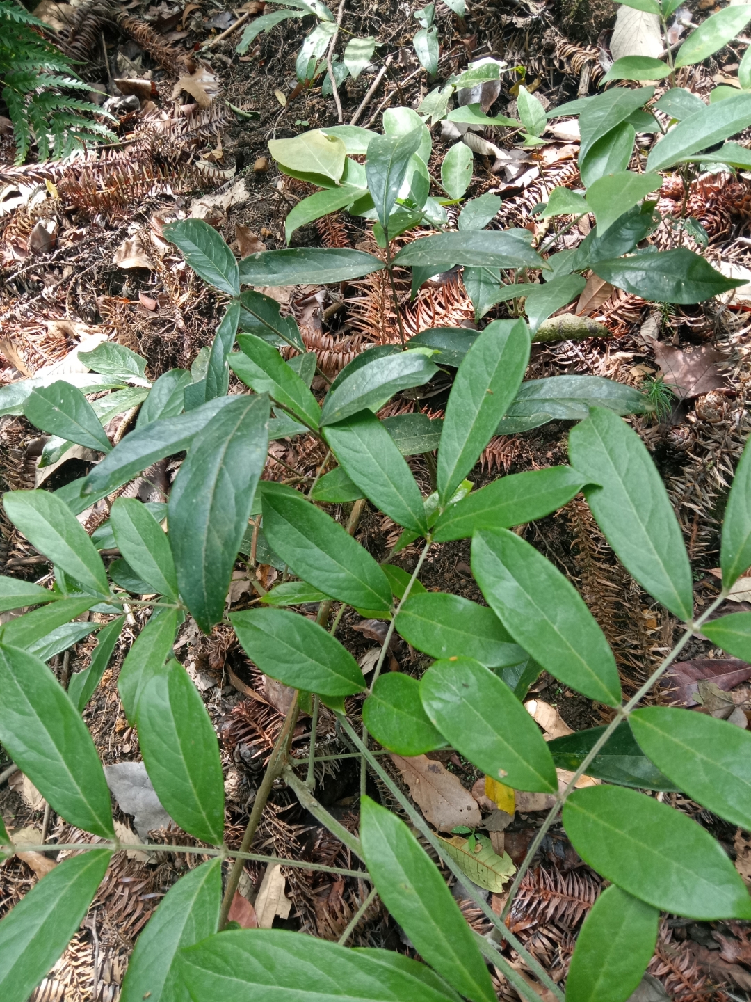 牛大力,野生牛大力.