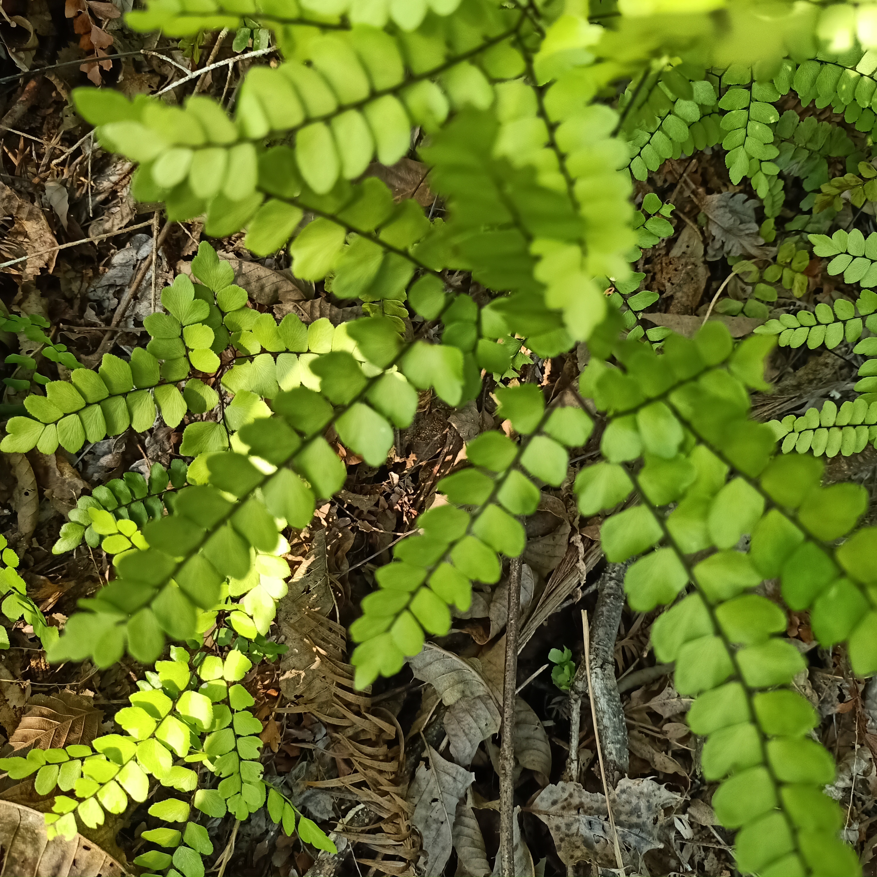 采集加工:药用全草,全年可采,洗净,切段,晒干备用. 性味功能:淡凉.
