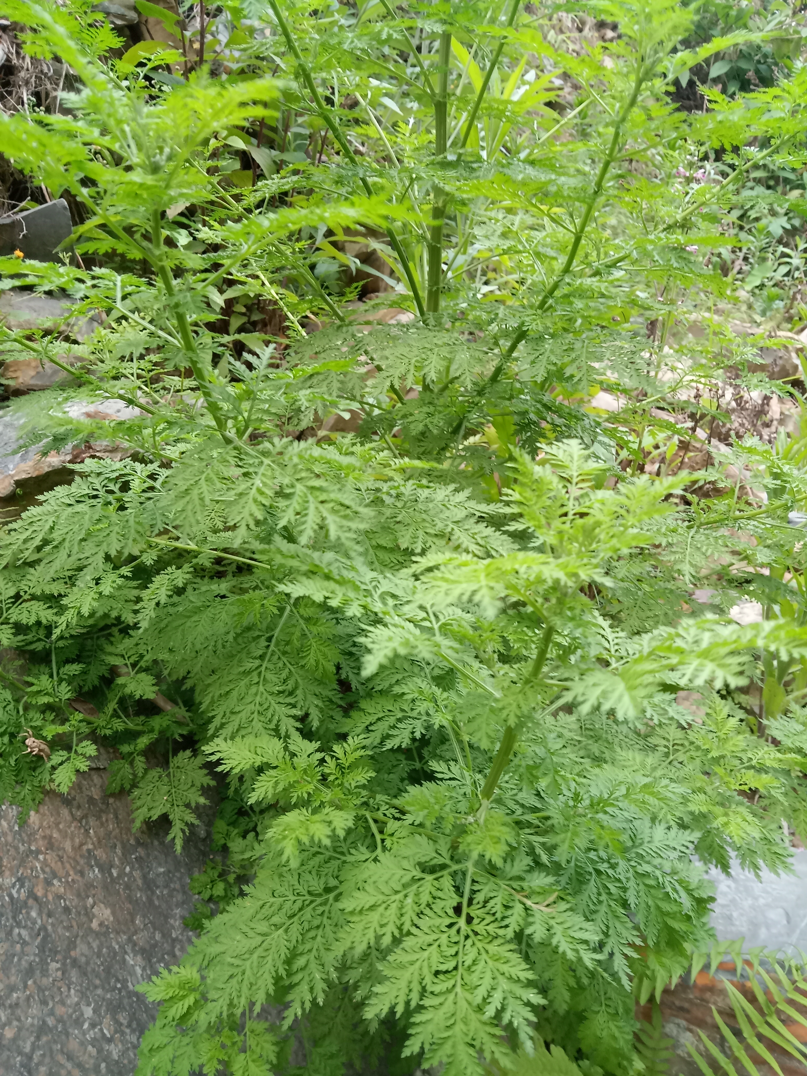 黄花蒿开花图片