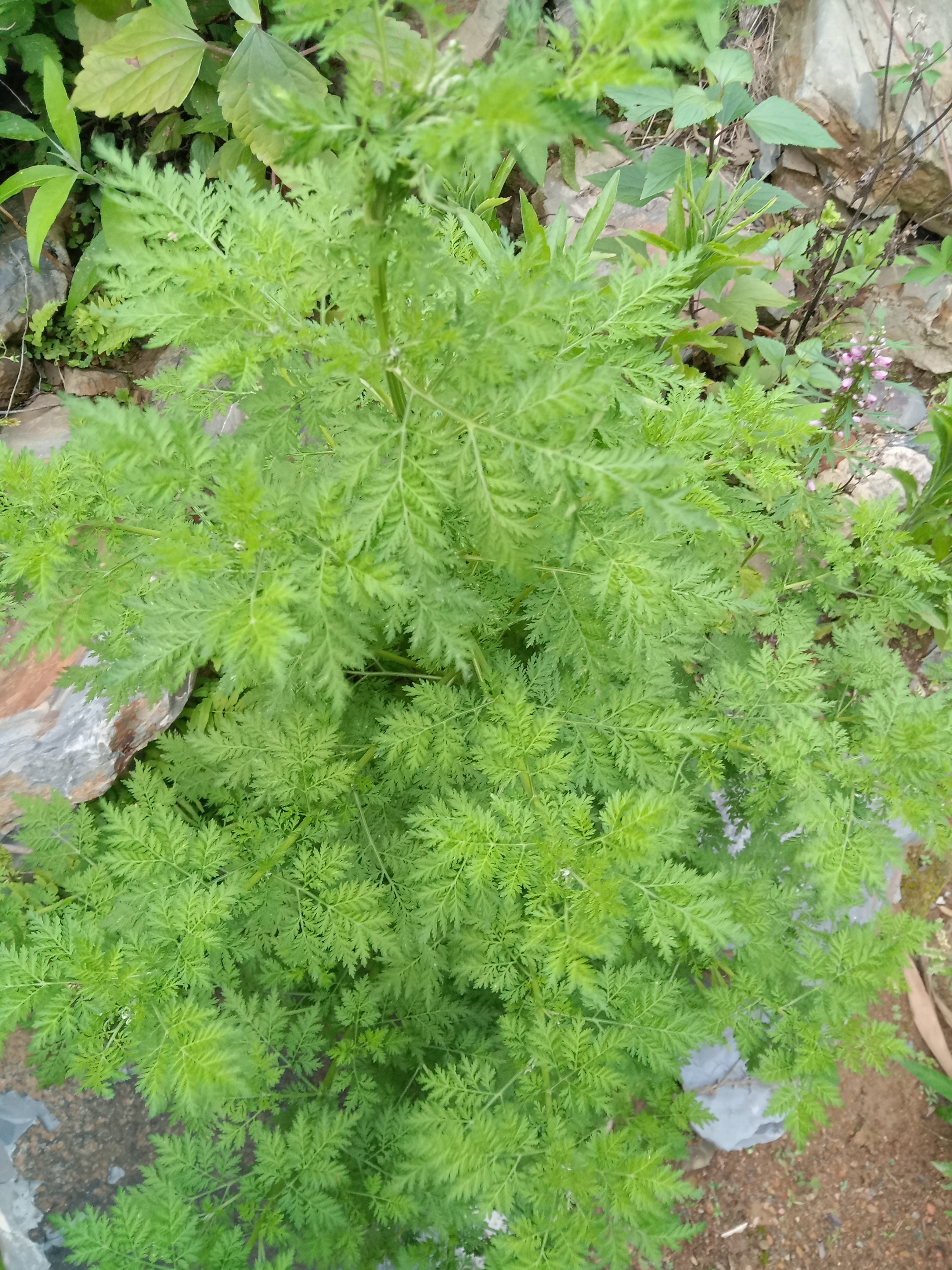 黄花蒿花粉过敏图片