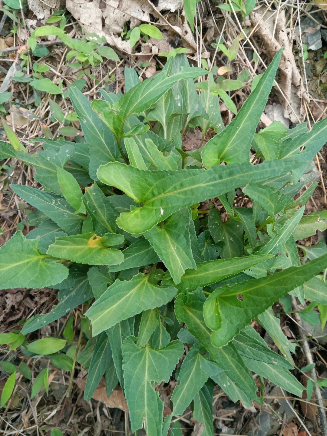 梨头草