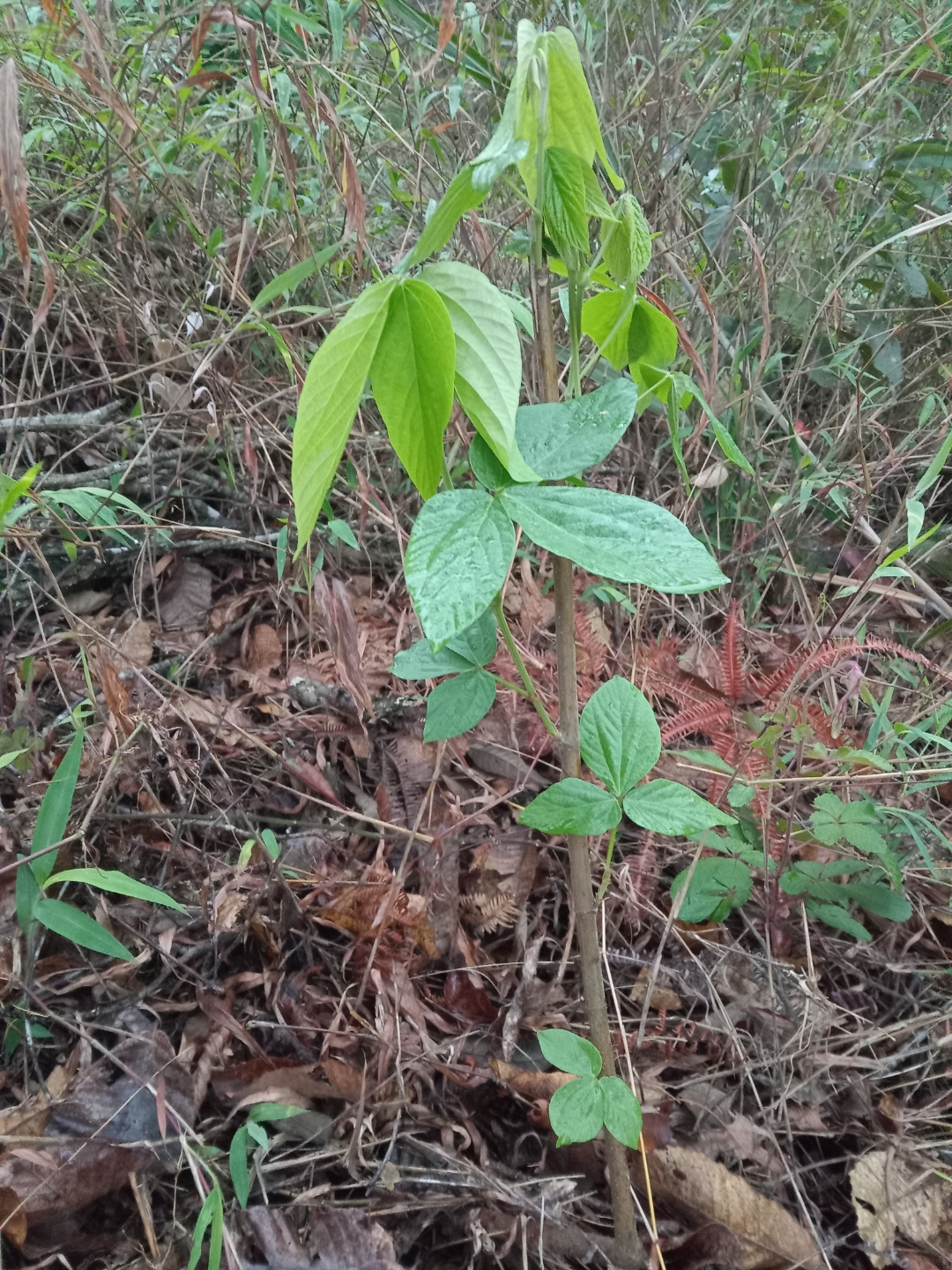 大叶千斤拔