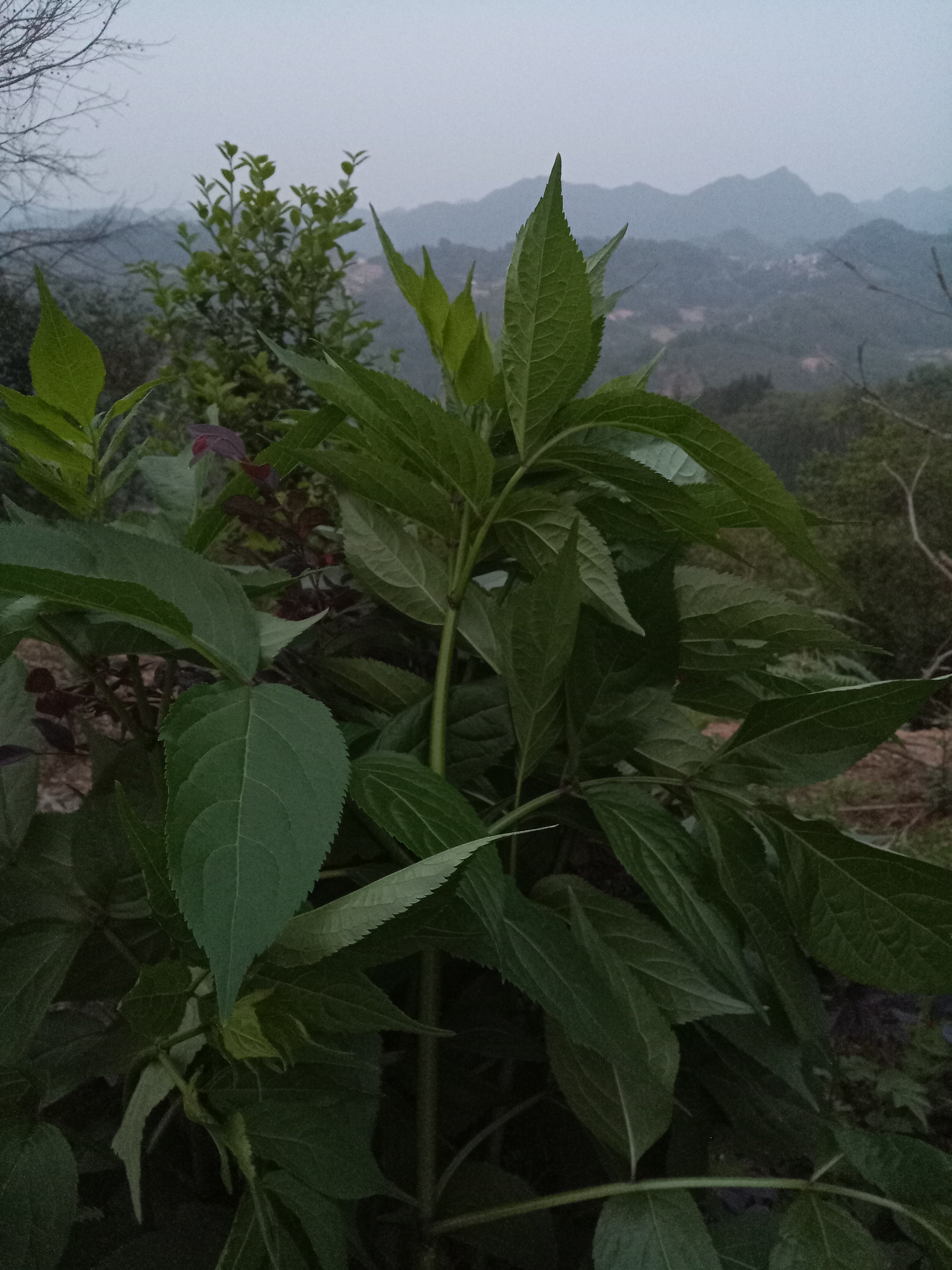 接骨木真实图片