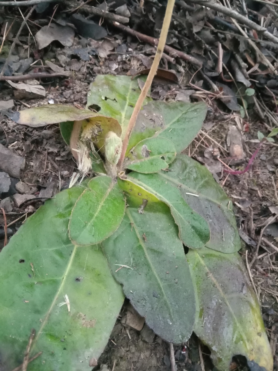 一枝香(毛大丁草)