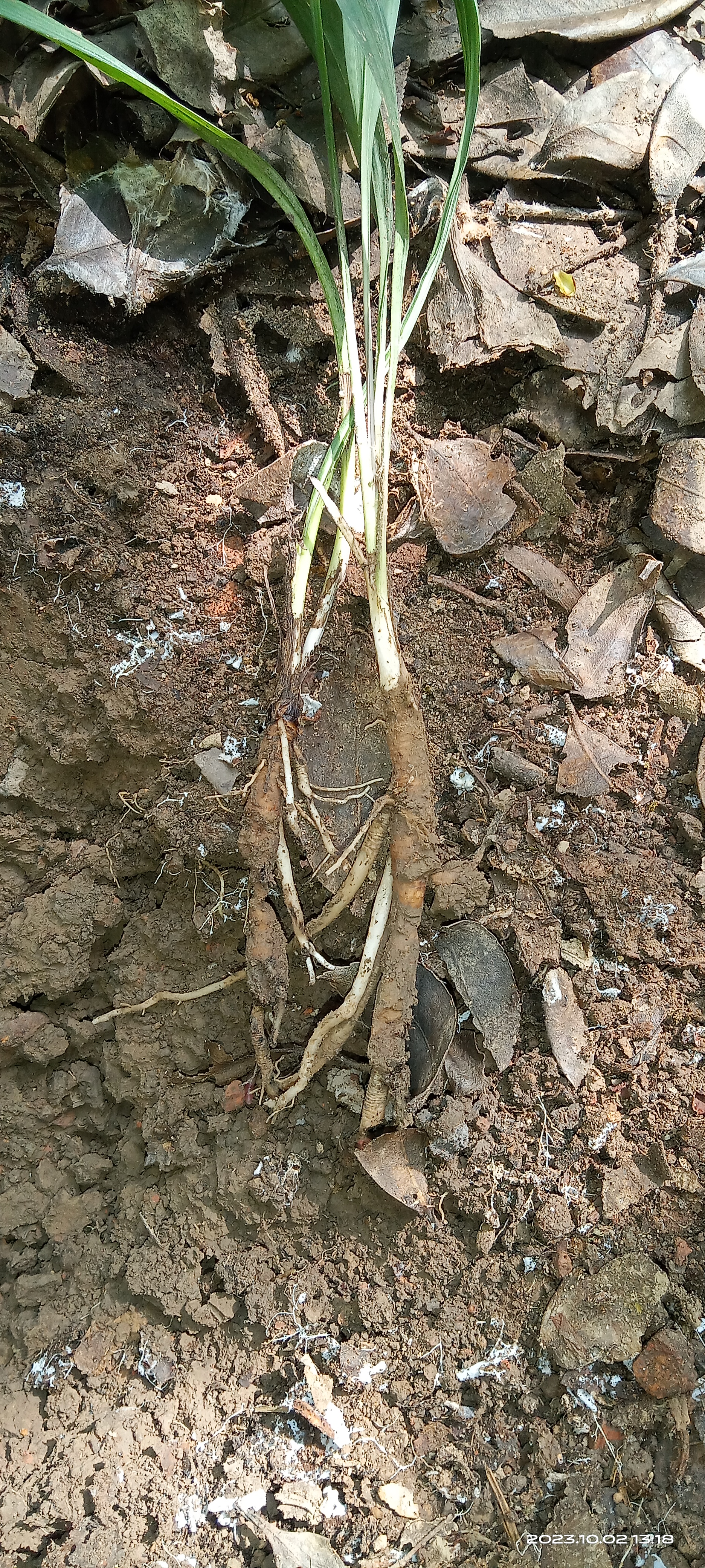 仙茅  别名 独脚仙茅