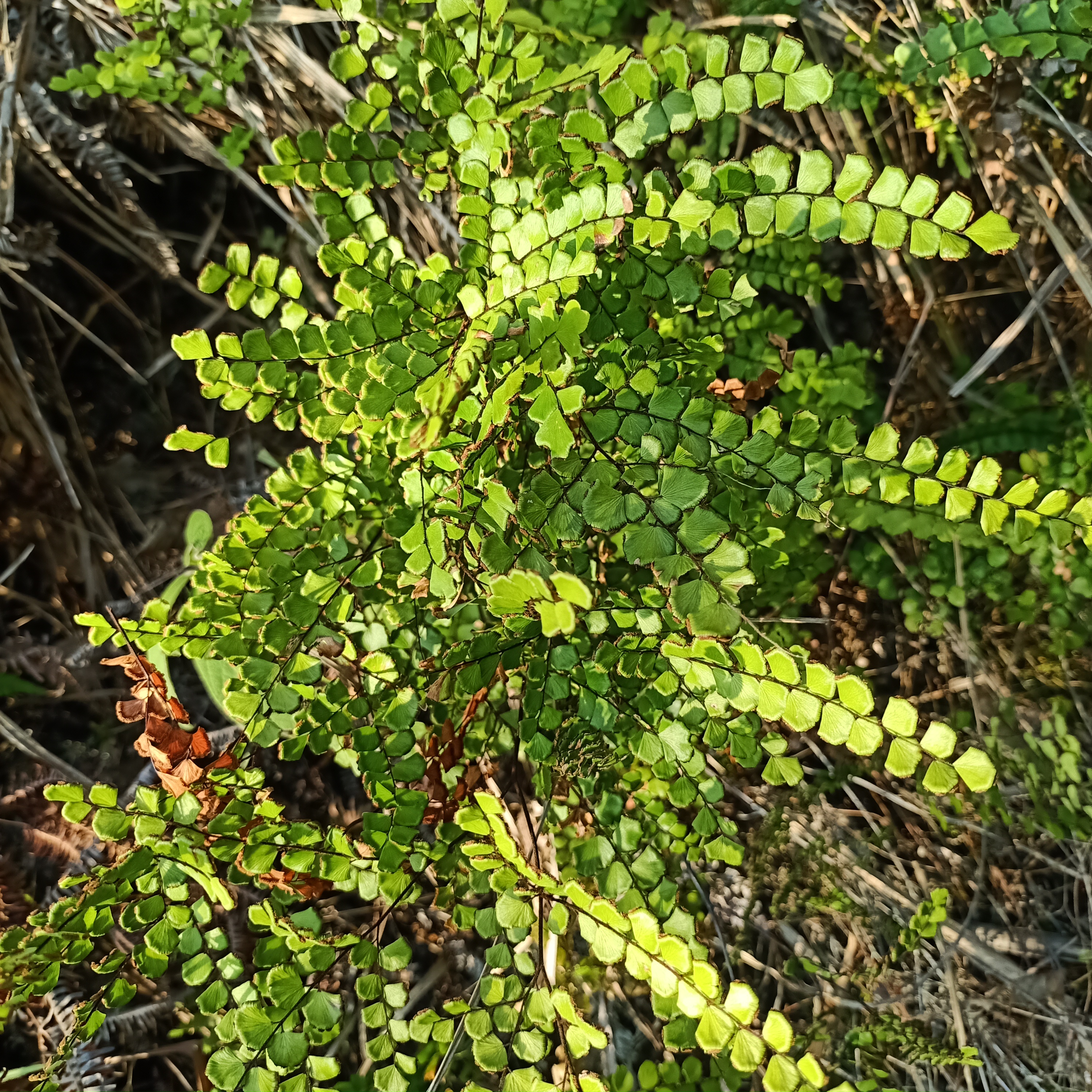 铁线草 别名:铁线蕨,乌脚枪,黑脚蕨.