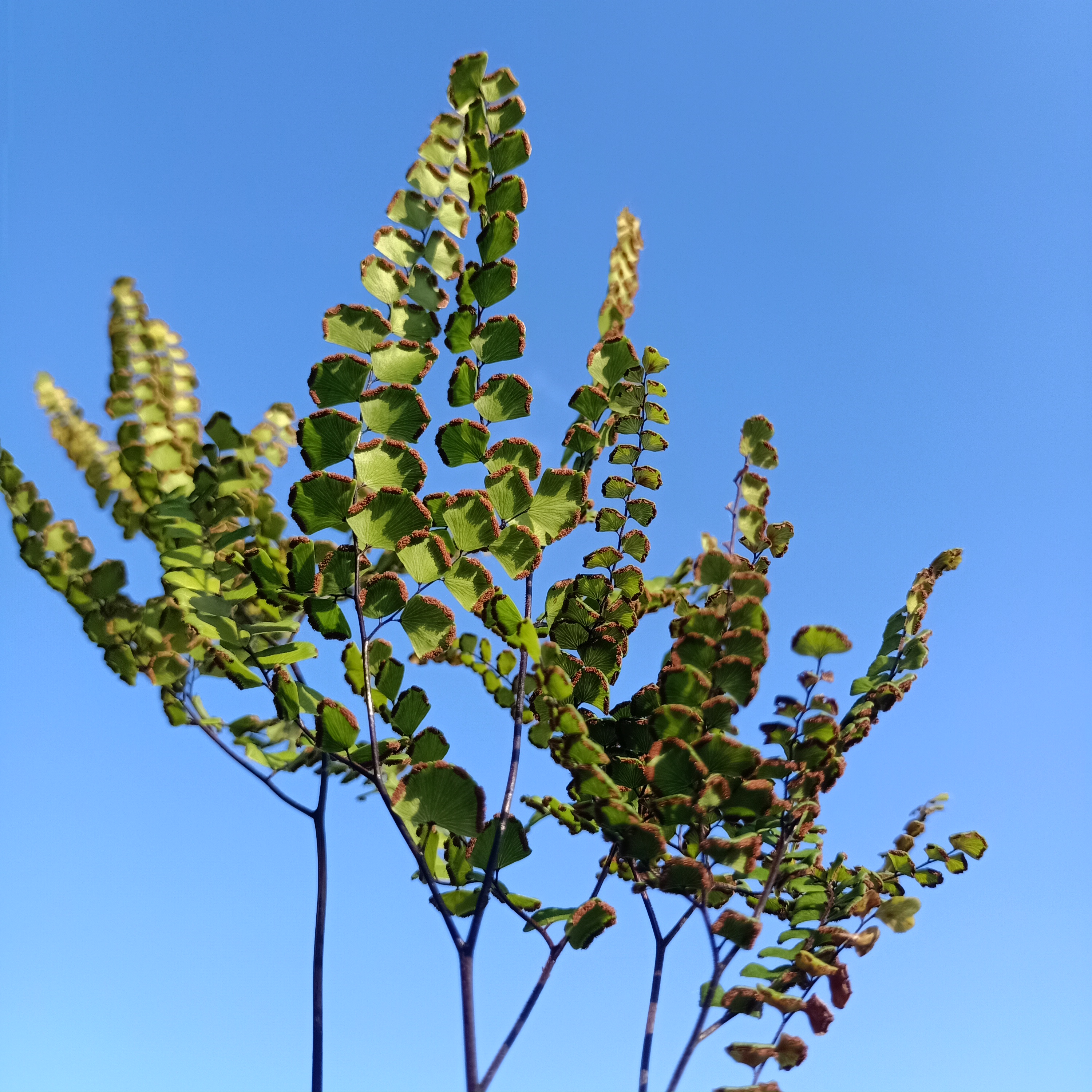 铁线草 别名:铁线蕨,乌脚枪,黑脚蕨.