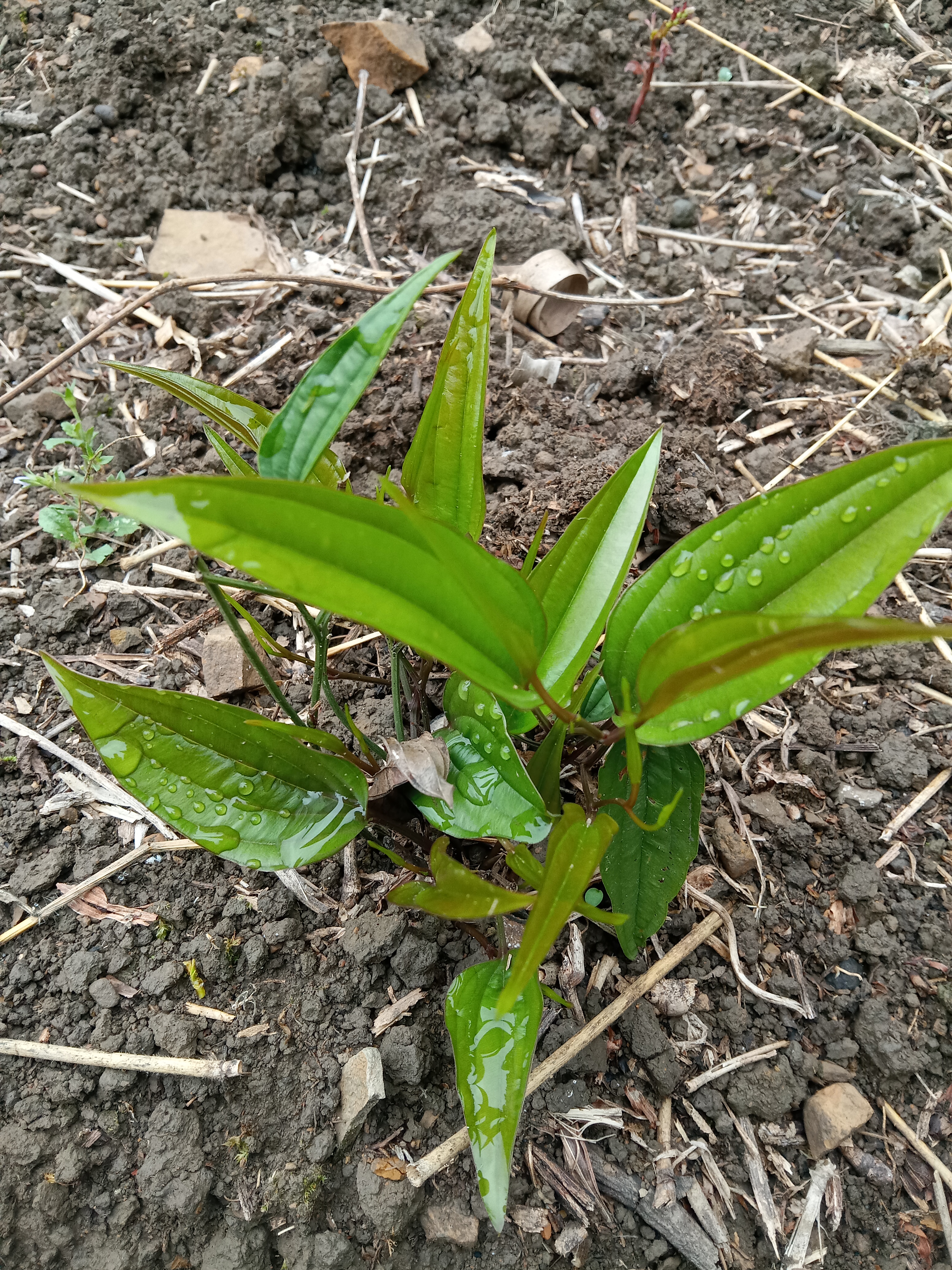 百部的植物图片和用途图片