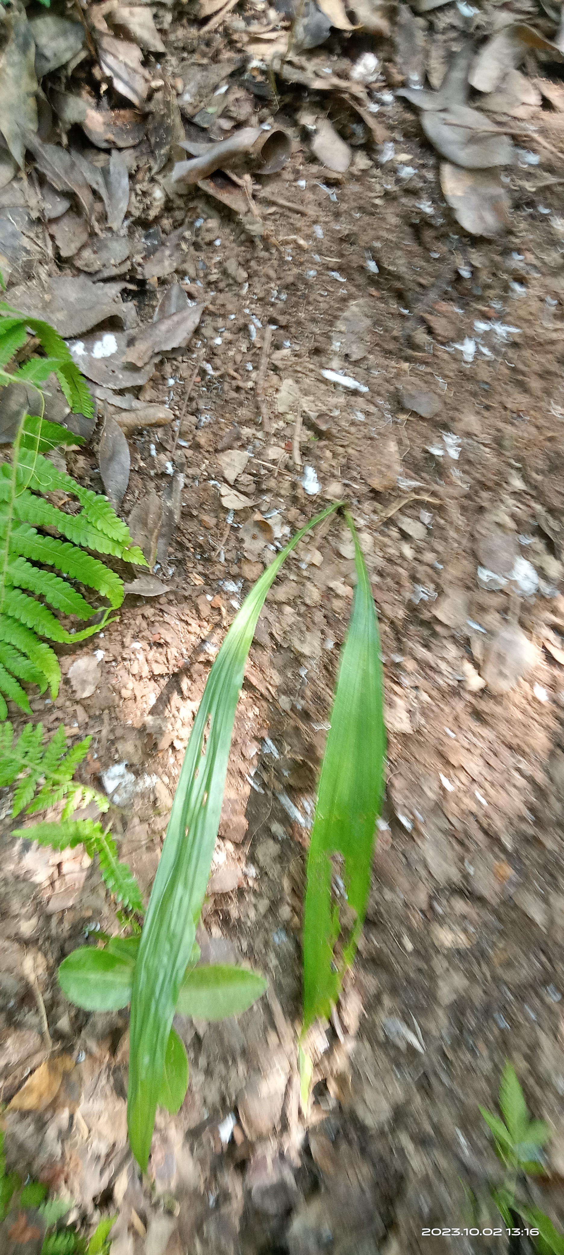 仙茅  别名 独脚仙茅