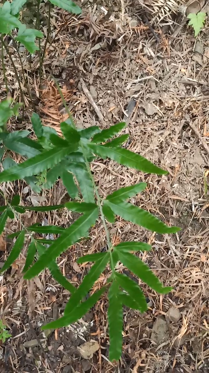 凤尾草图片功效药用图片