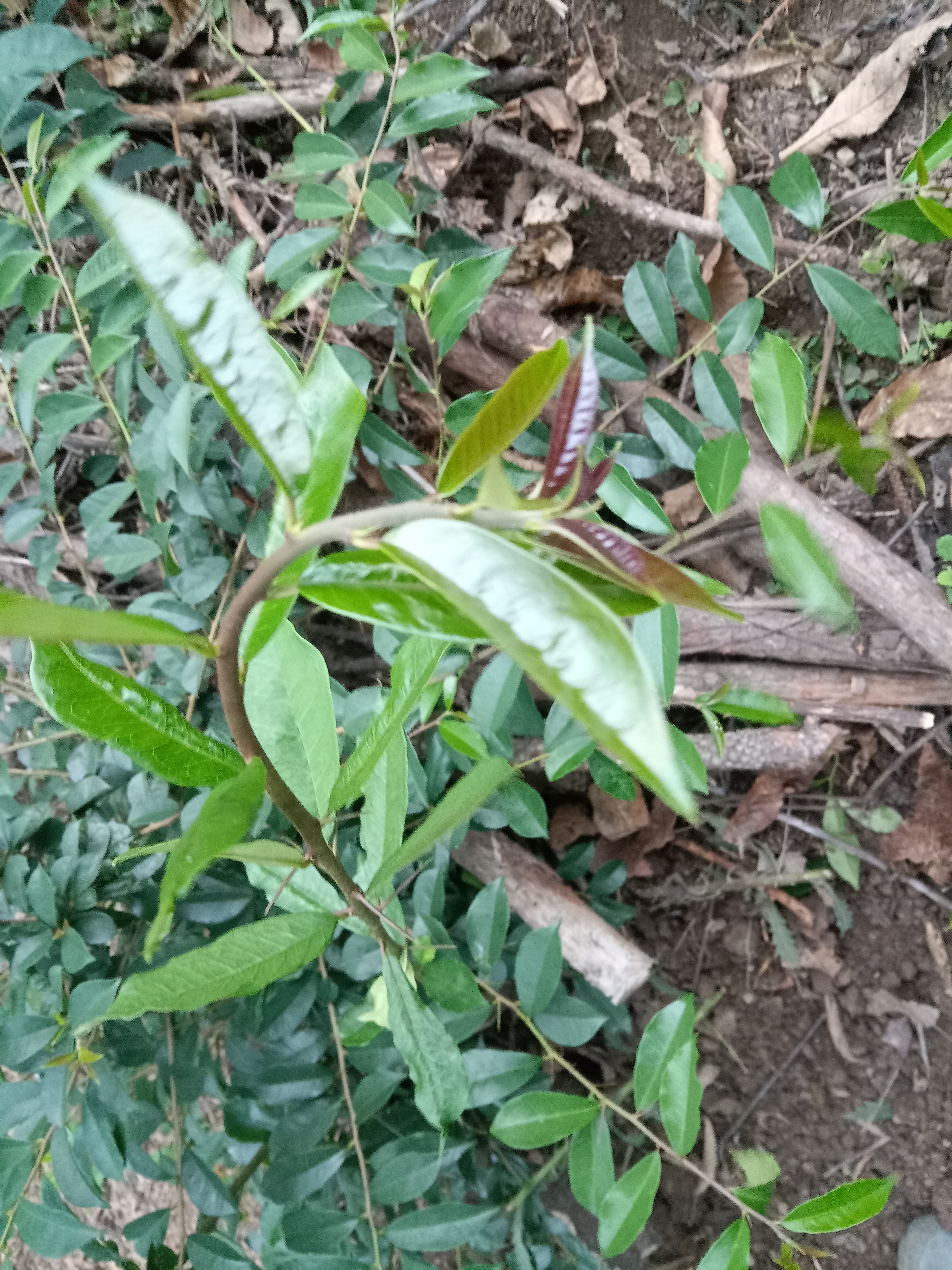 穿破石(入地金牛)