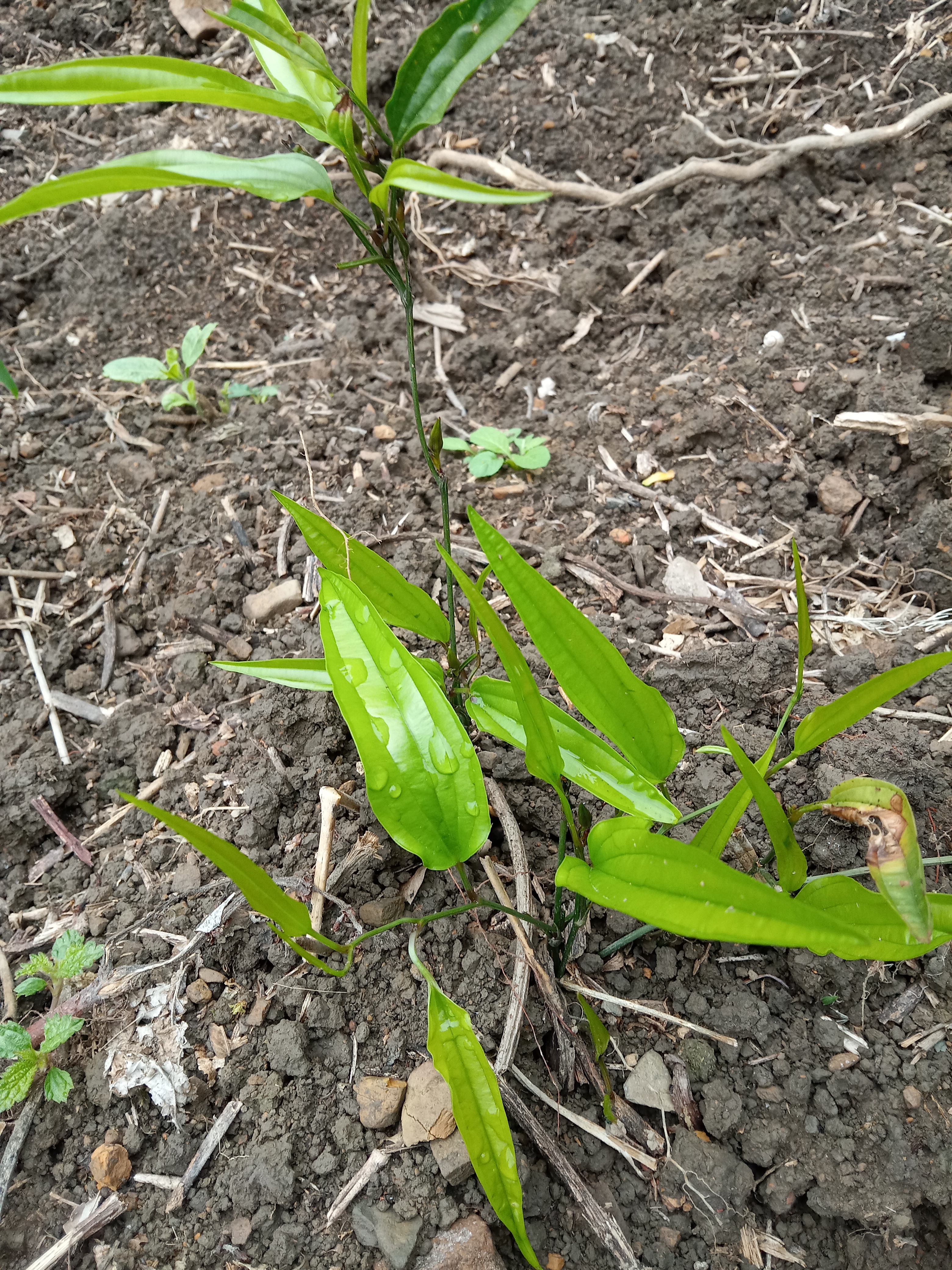 百部的植物图片和用途图片