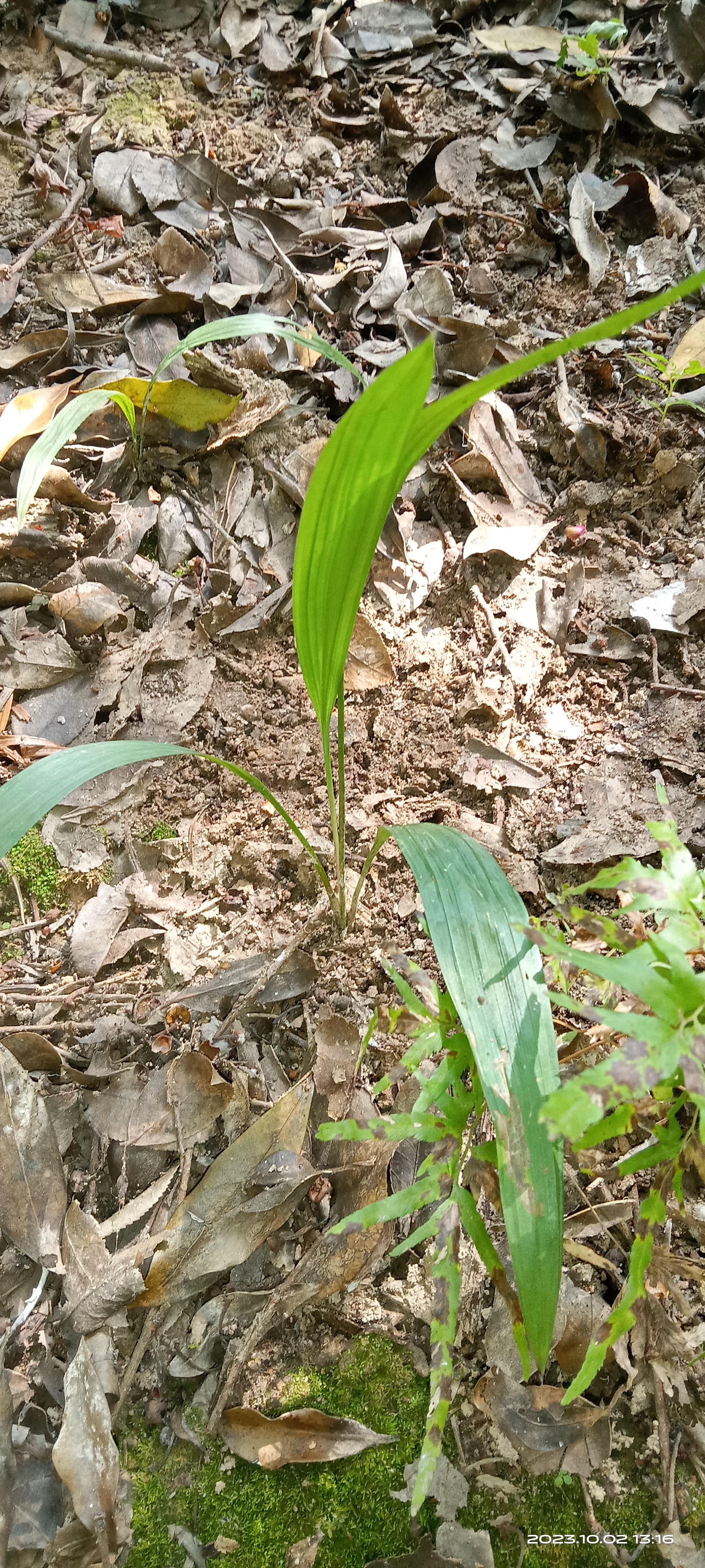 仙茅: 别名:独脚仙茅,地棕. 药用地下根茎;洗净,切段,晒干备用.