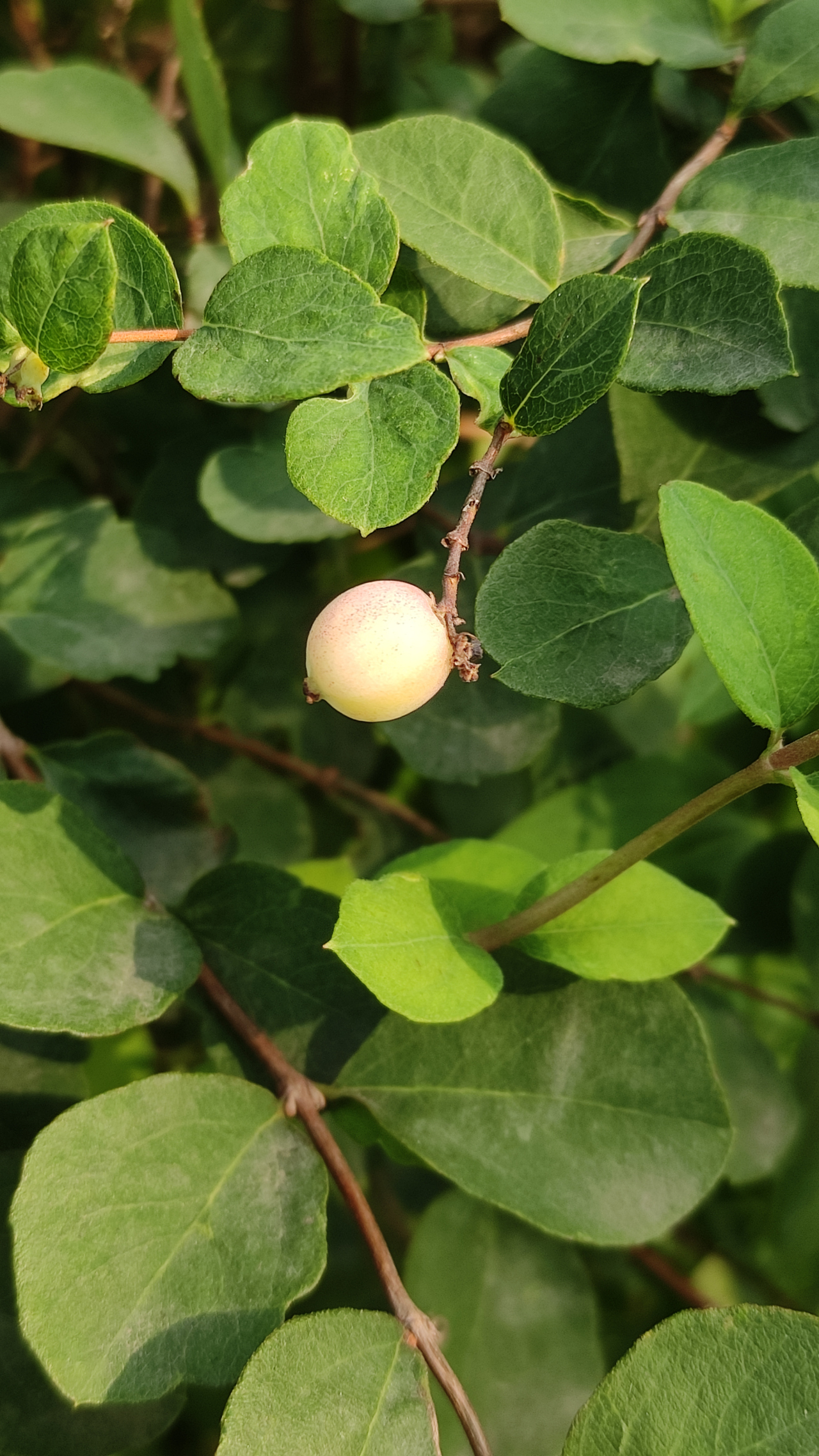 白雪果,雪白粉嫩,经冬不落 又名毛核木