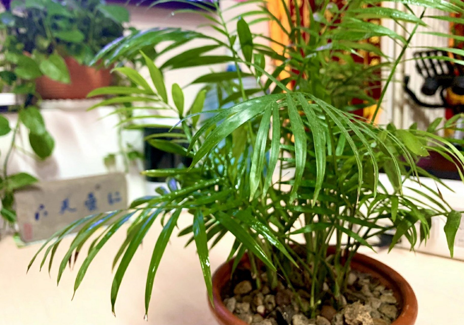 每种植物都有它正确的打开方式,都有各自的好,抽