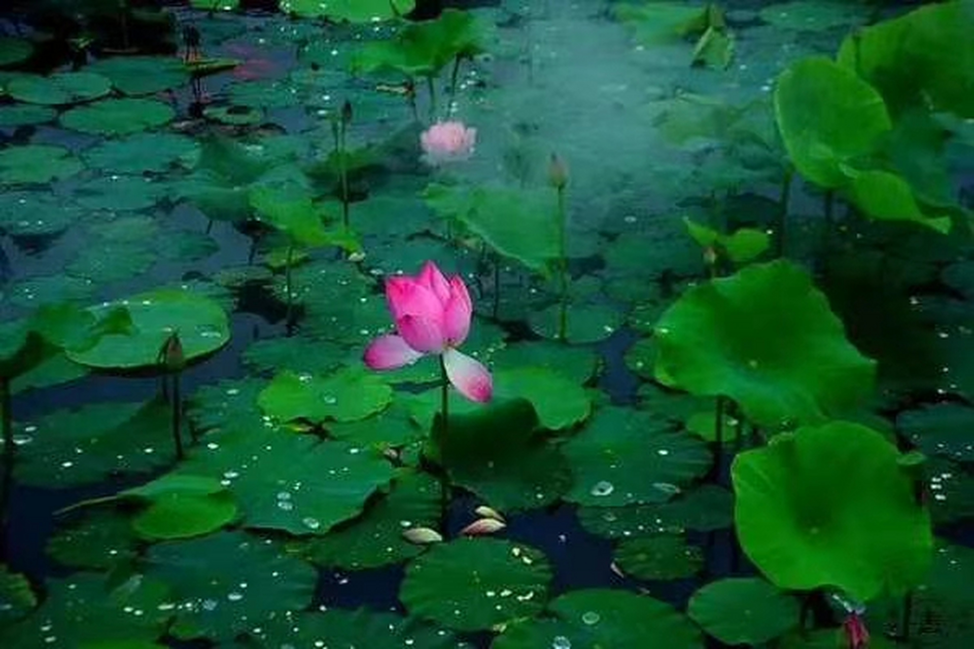 爱我所爱无怨无悔