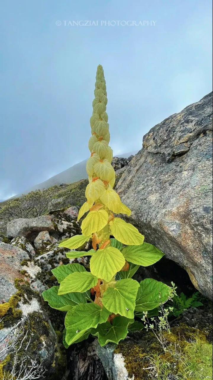 喜马拉雅山帝王花图片图片