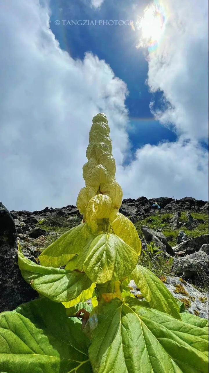 喜马拉雅山帝王花图片图片