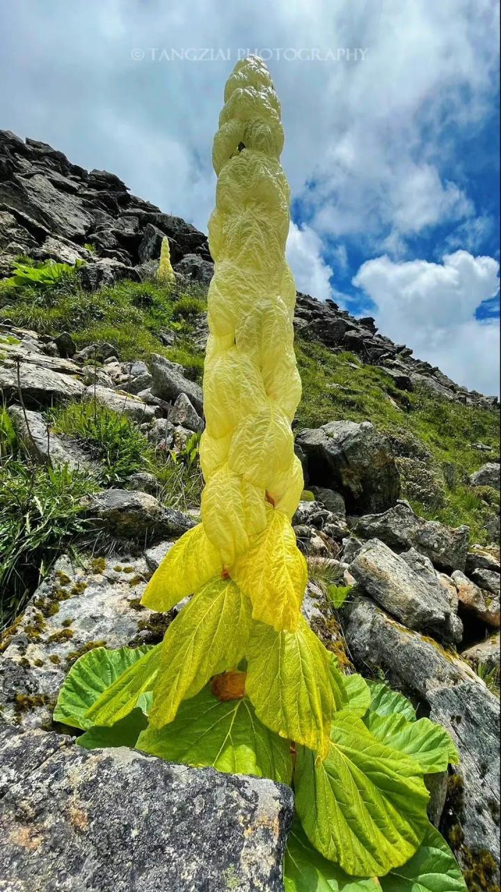 喜马拉雅山帝王花图片图片