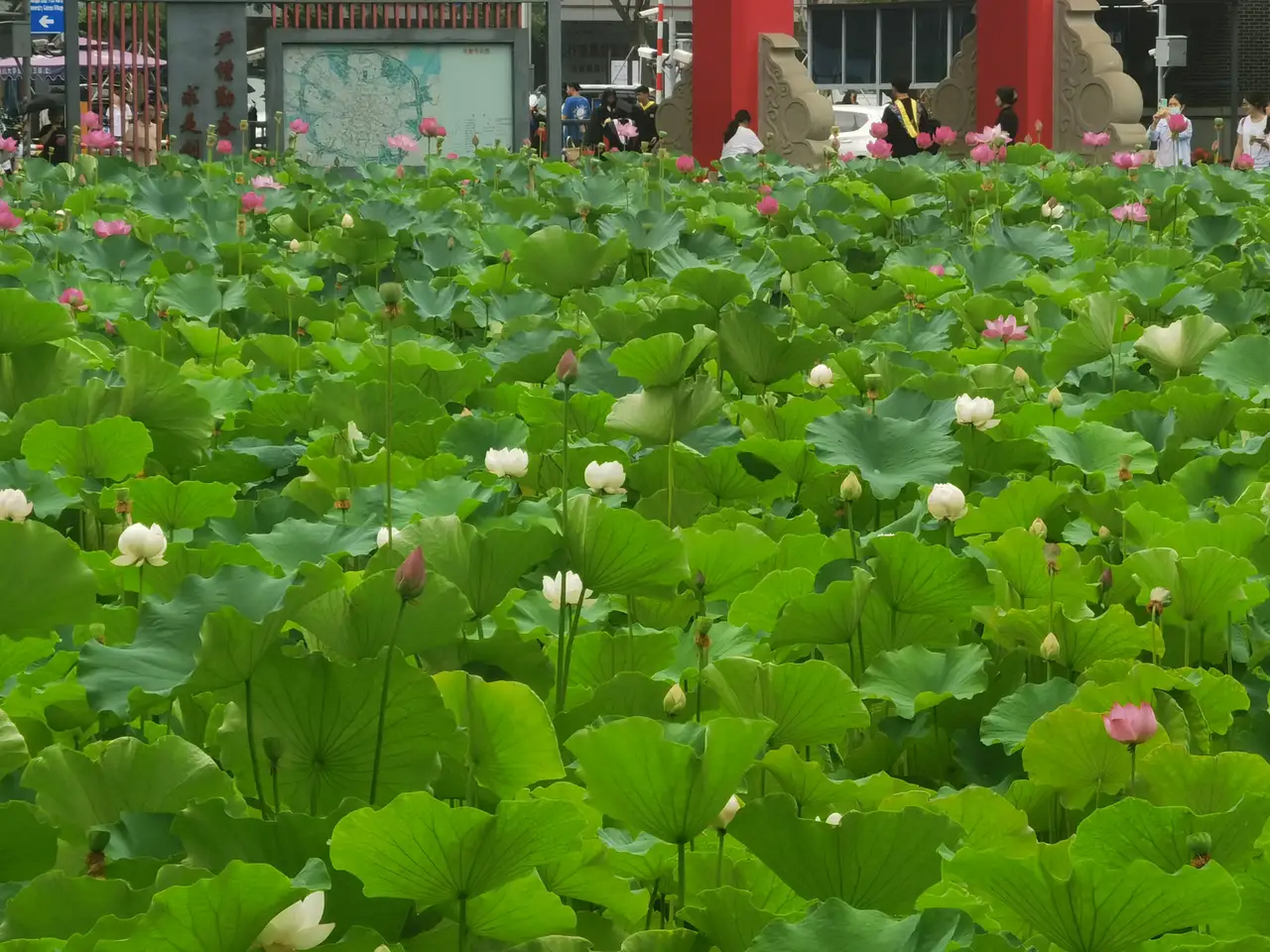 川大学姐:四川大学的荷花开得正好,欢迎能来的想来的同学来川大.