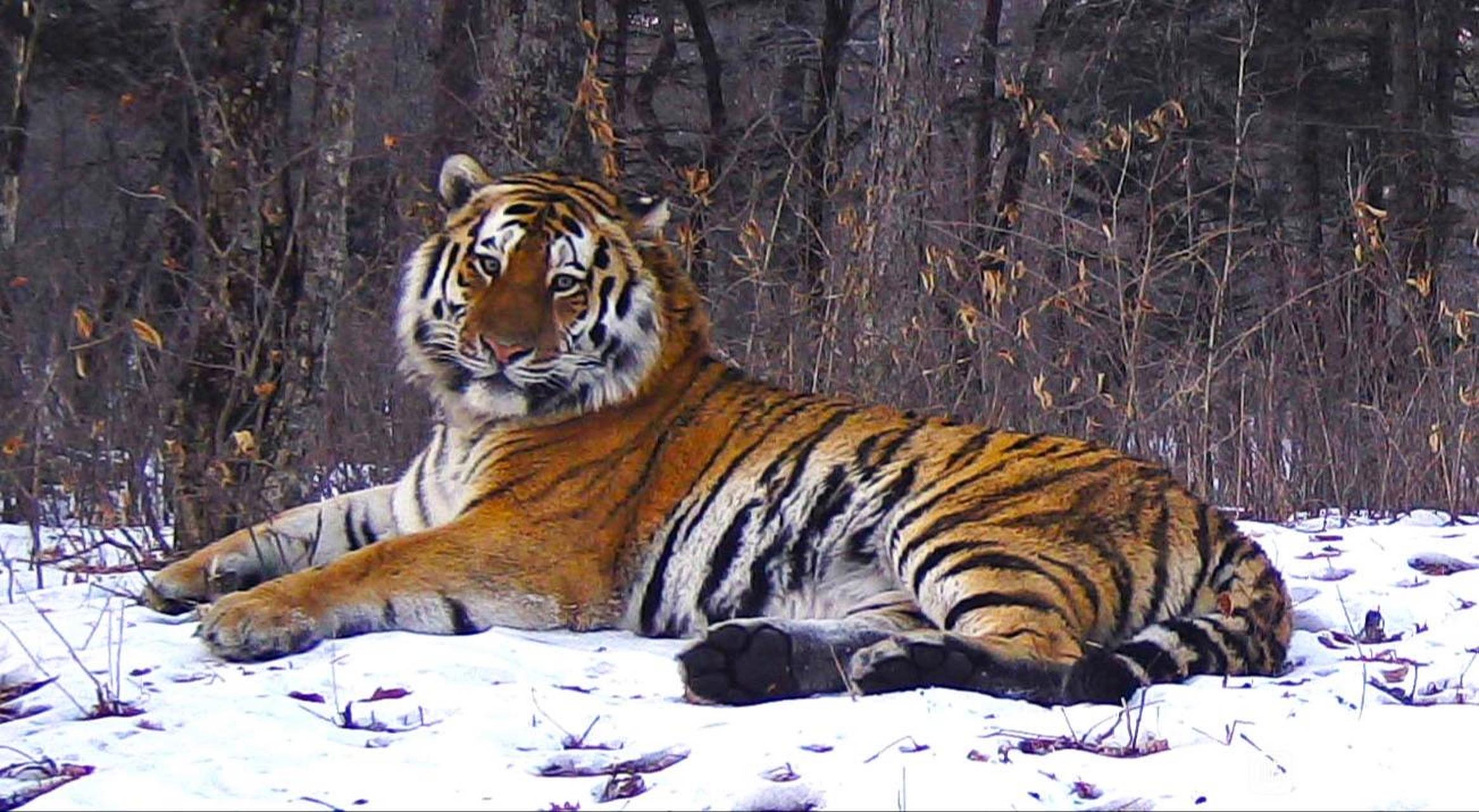 迄今为止豹之乡观测到的最大东北虎个体.