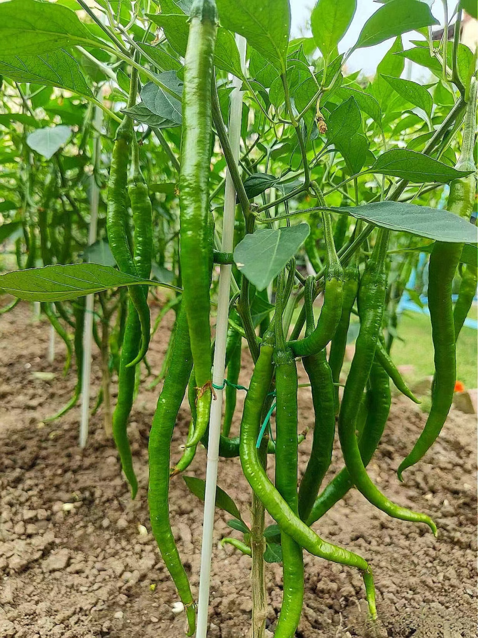 新鲜采摘的绿色辣椒挂满枝头,期待您的品尝!