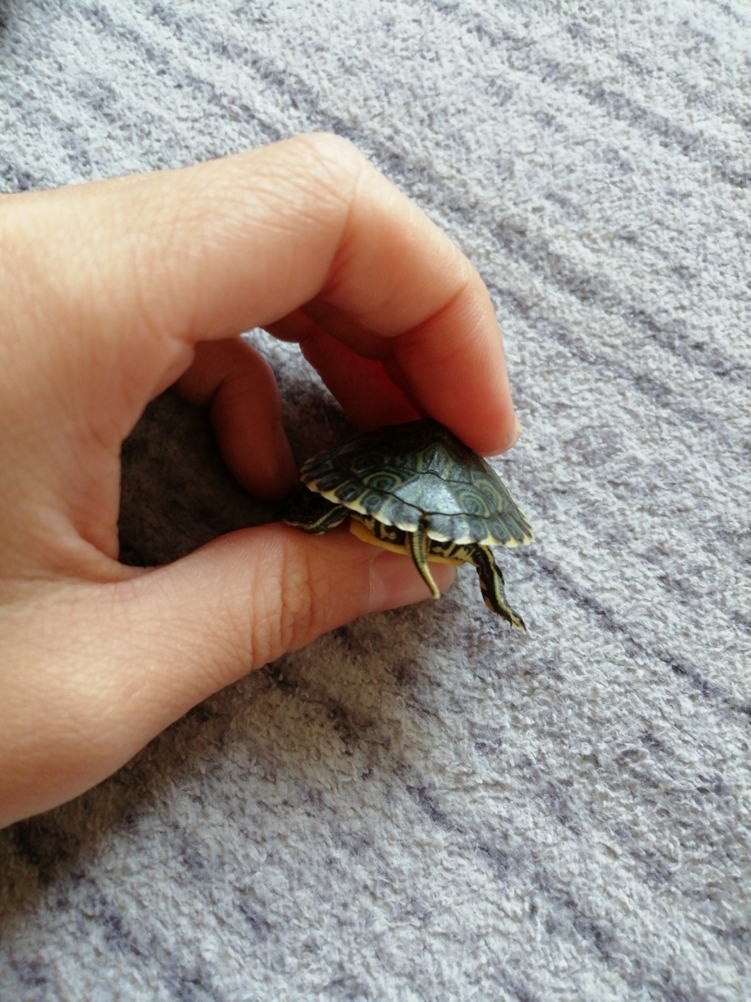 黄耳龟靠尾巴的壳怎么有一条缝?这是错甲吗?